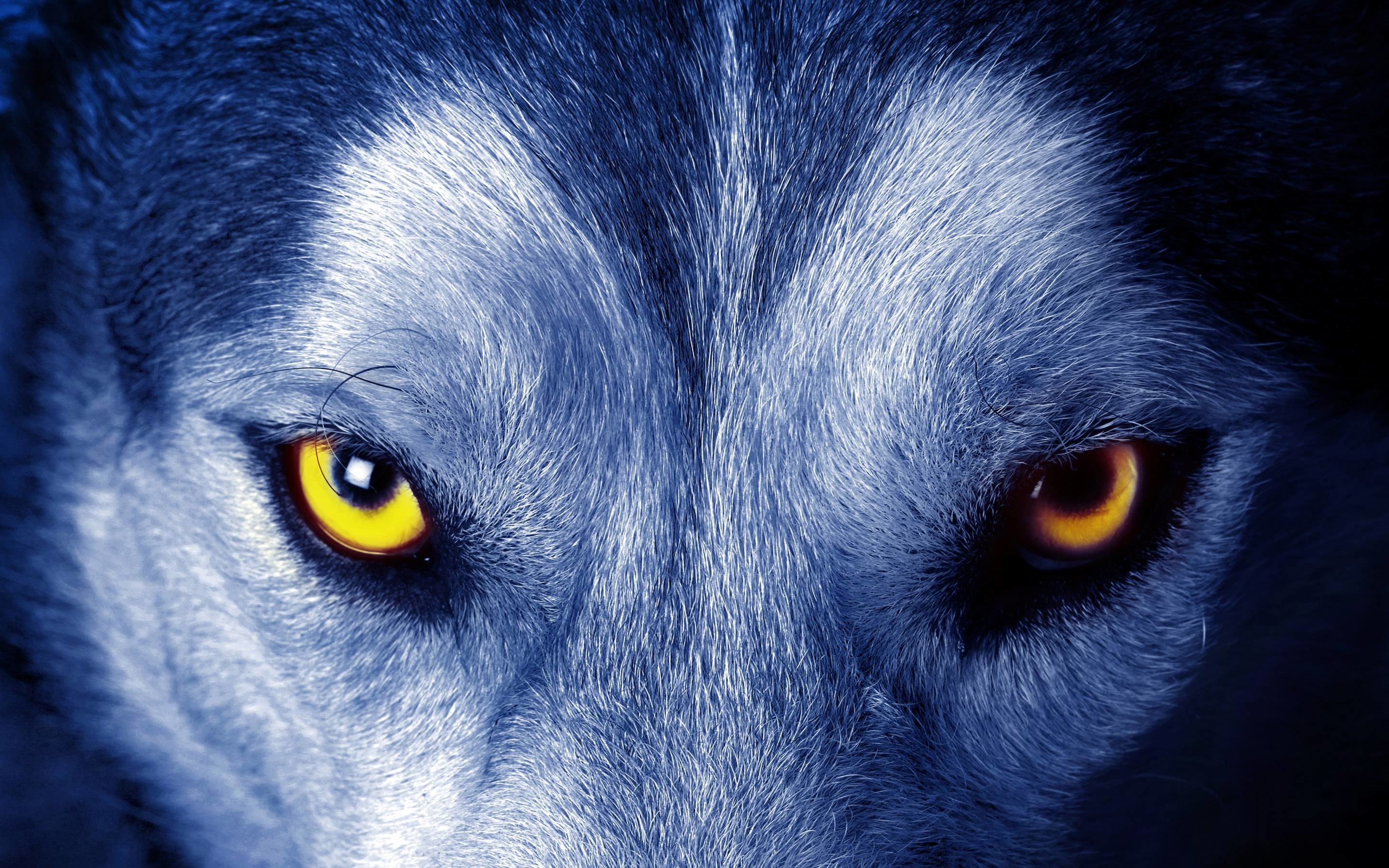 2880x1800 Wolf Eyes Wallpaper | Free HD Desktop Backgrounds