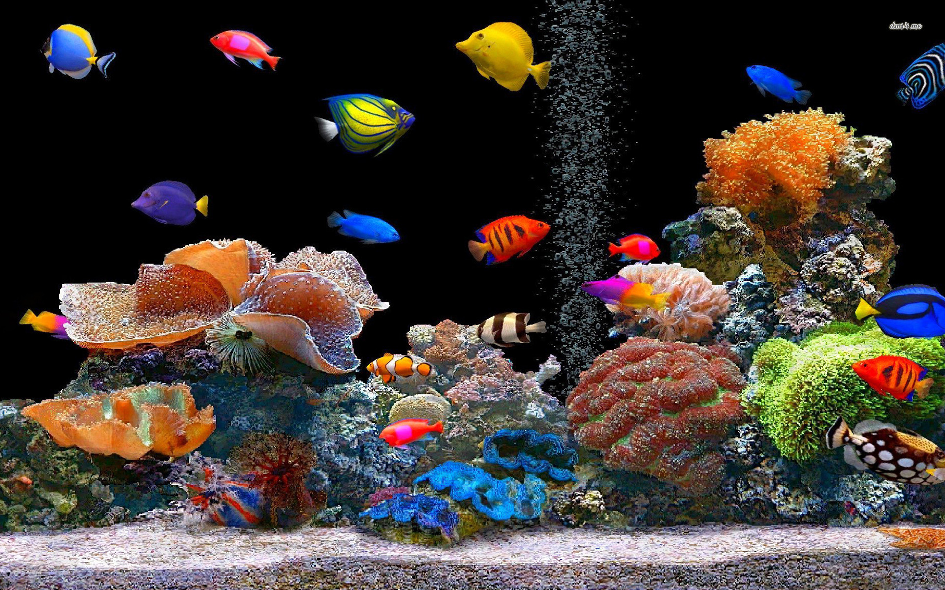 1920x1200 tropical fish school desktop Tropical Fish School Desktop Animal 1920 X  1080 Oscar Fish Desktop