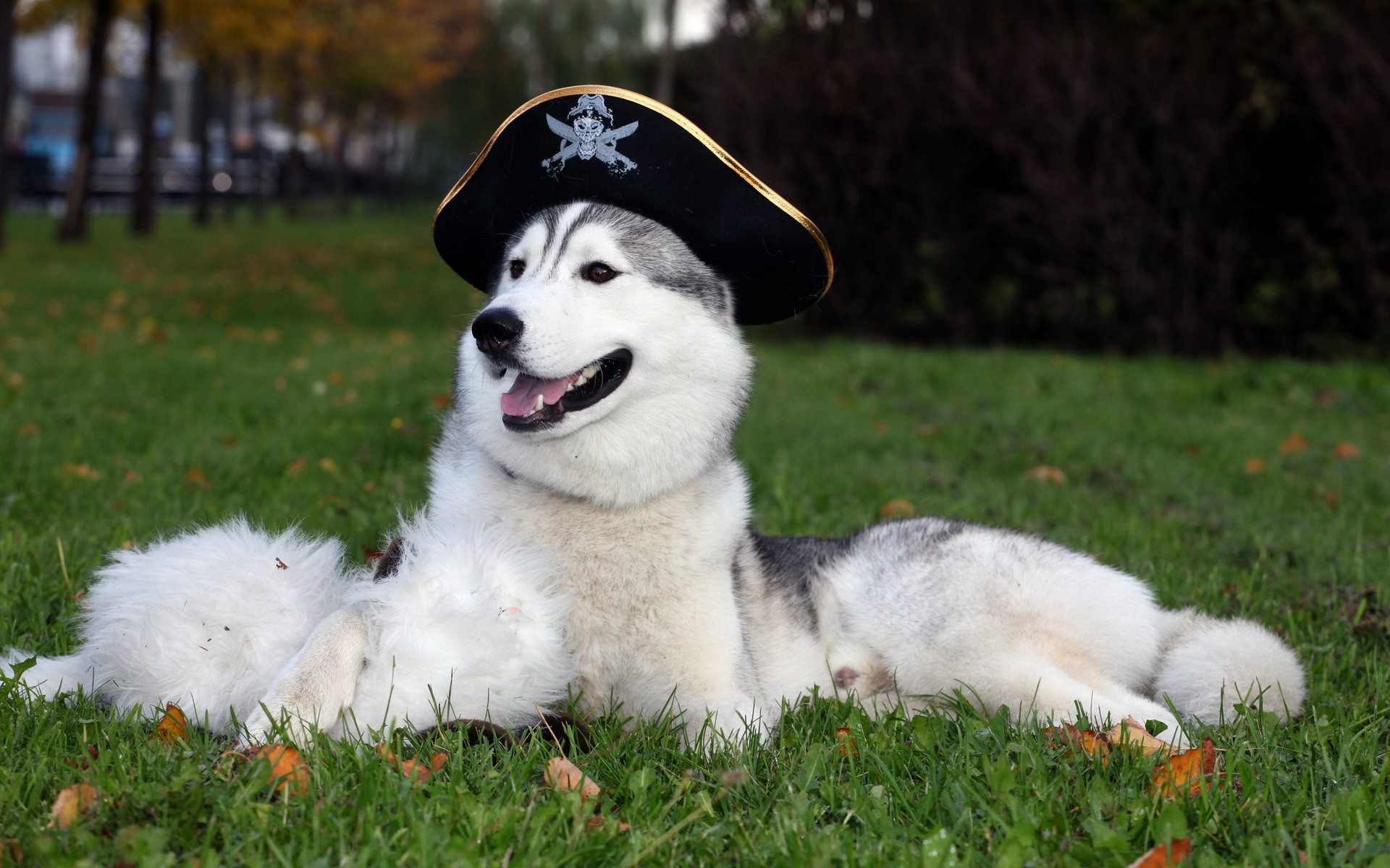 1920x1200 awesome husky dog with hat uhd wallpapers