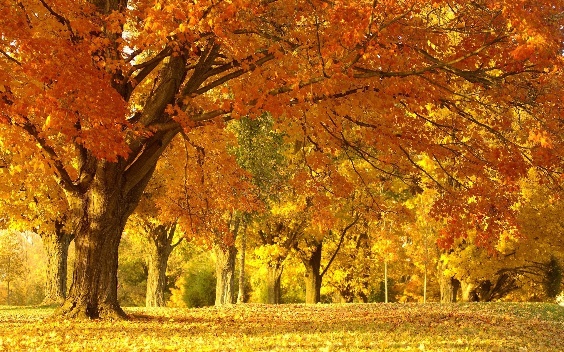 1920x1200 autumn scenery backgrounds. Â«Â«