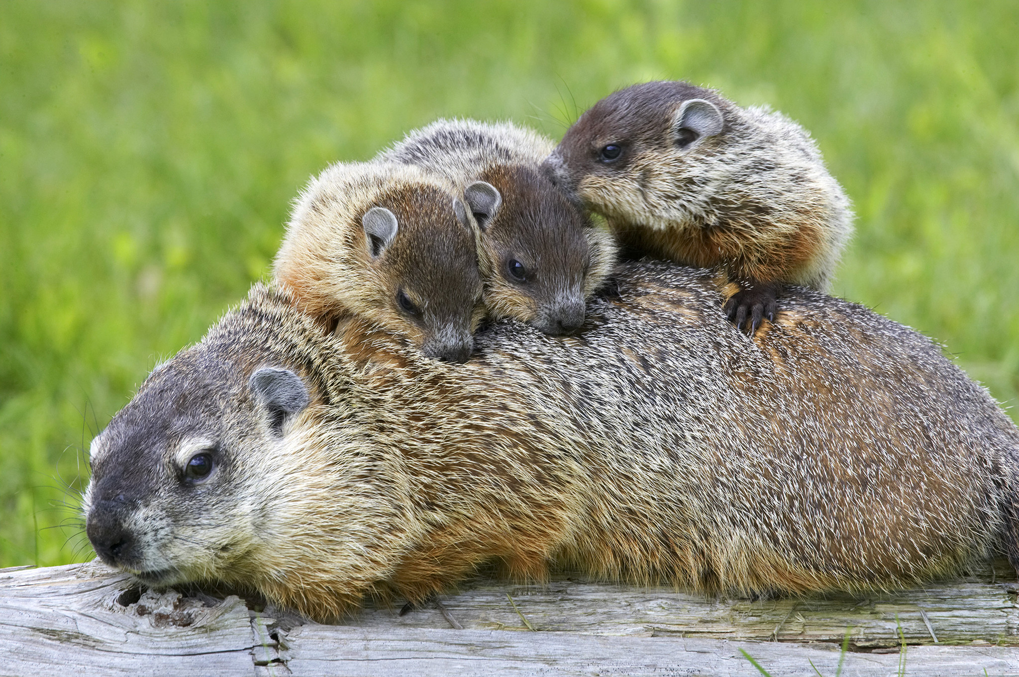 2048x1362 Picture of a groundhog, or woodchuck, family