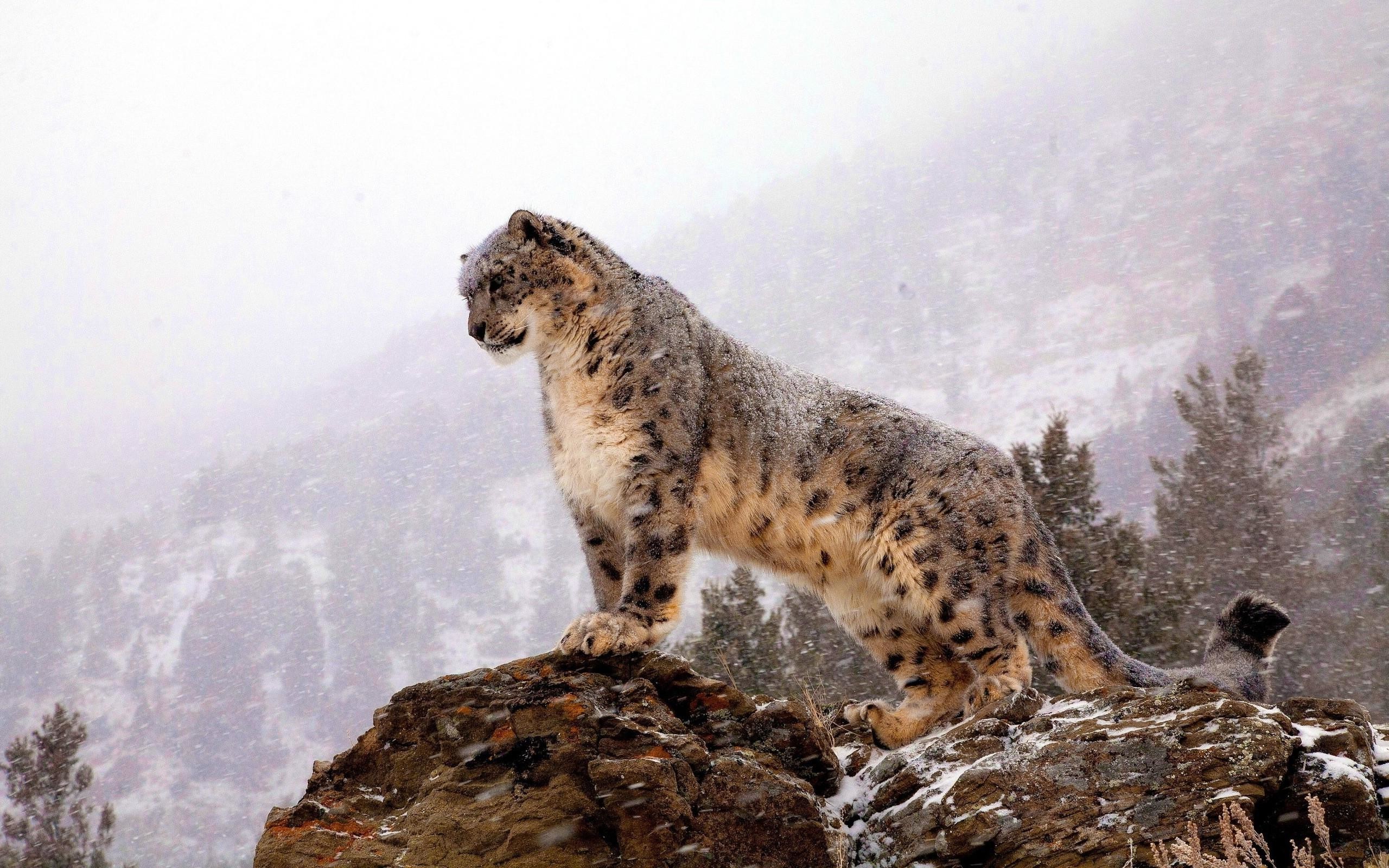 2560x1600 Snow Leopard Wallpaper HD