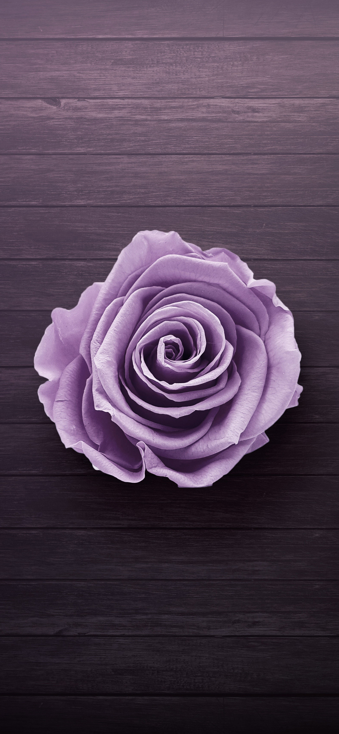 1125x2436 Purple Rose (Iphone XS,Iphone 10,Iphone X)