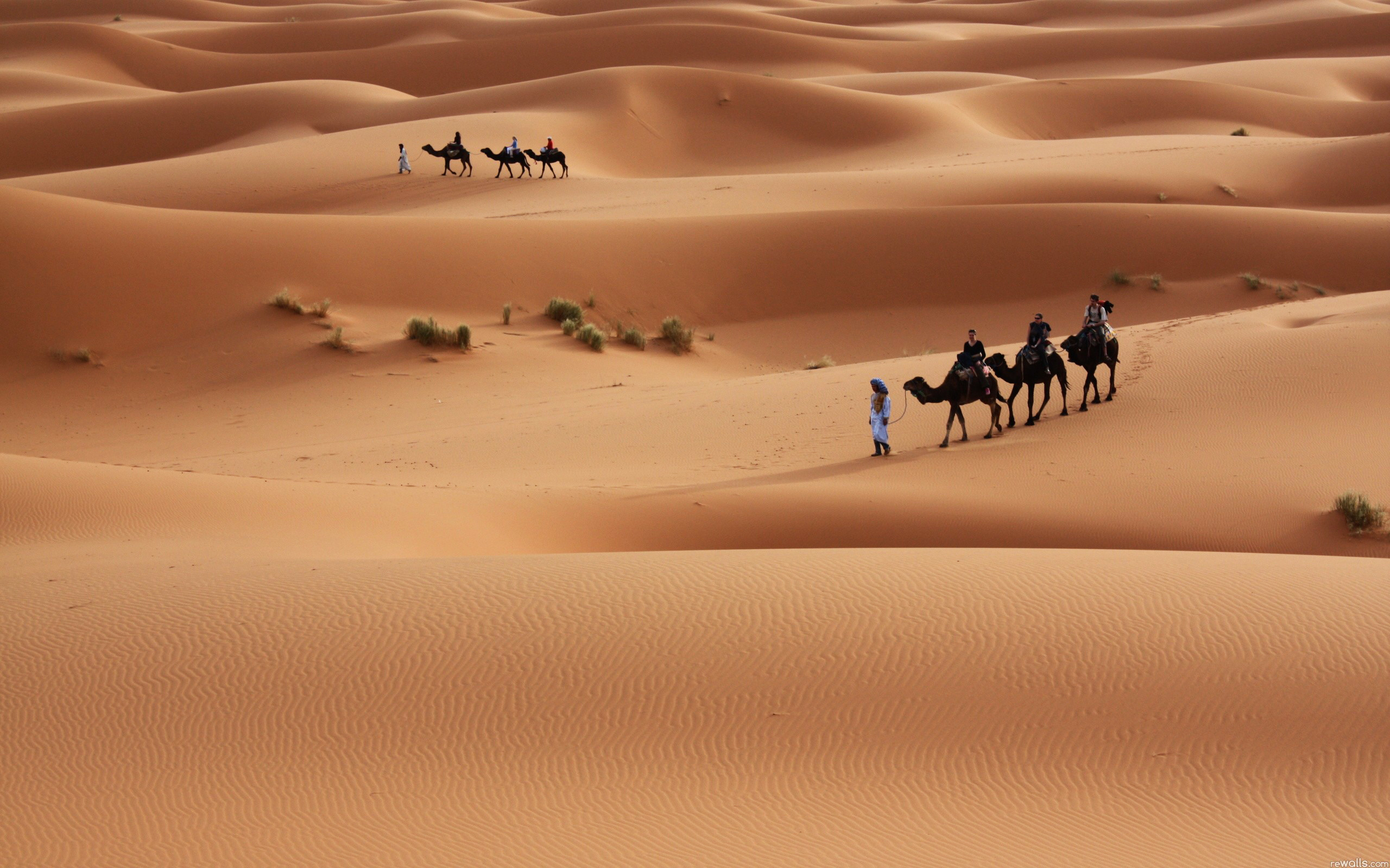 2560x1600 Camels in Sahara Desert Wallpaper