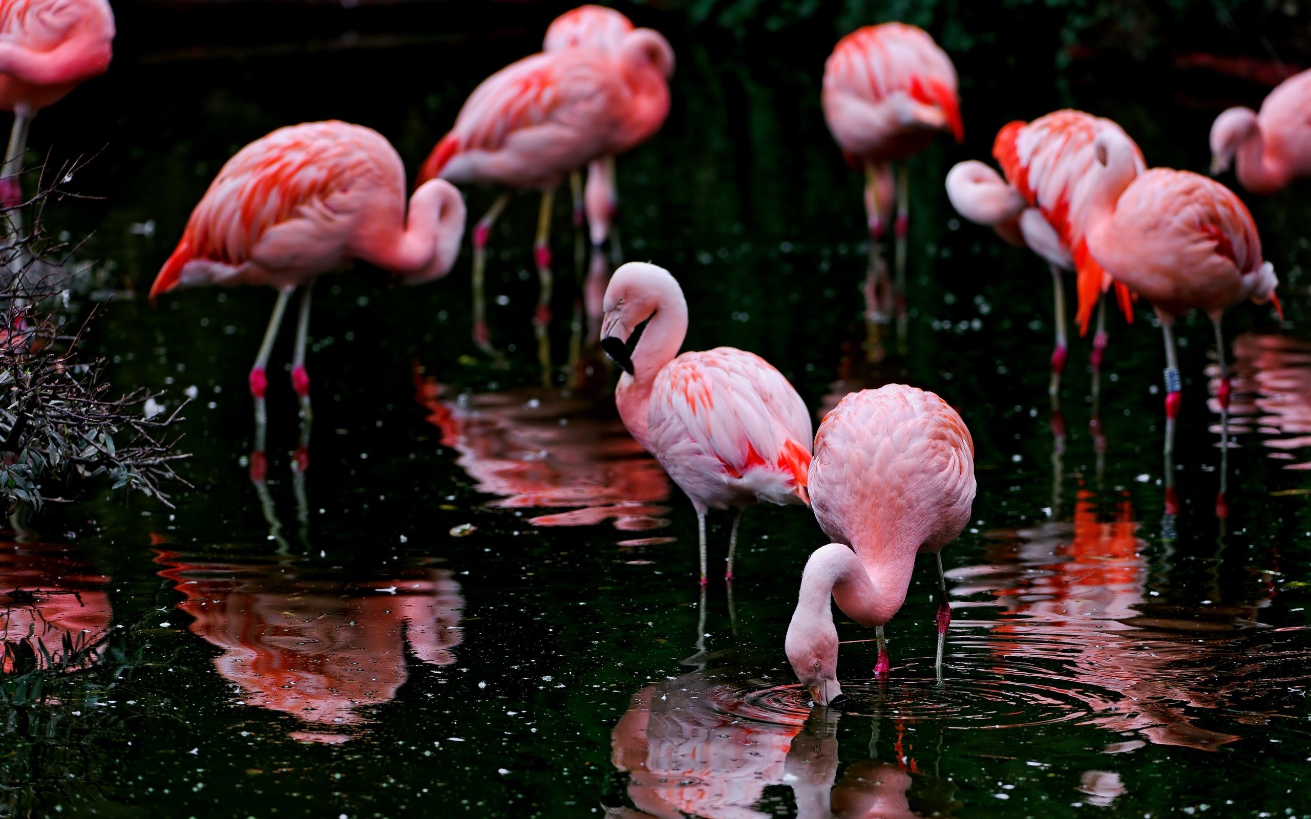 2560x1600 Animal - Flamingo Wallpaper