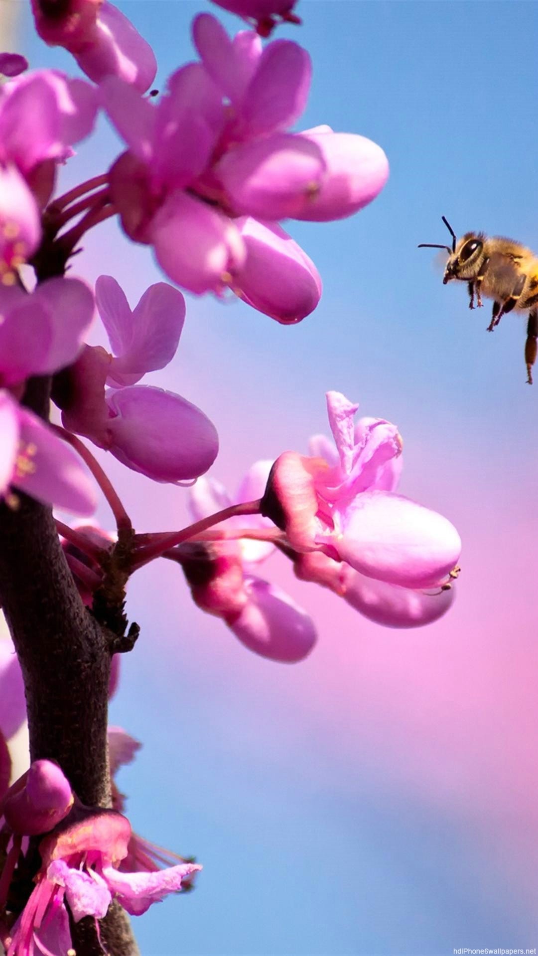 1080x1920 Pink Flower iPhone Wallpaper resolution 