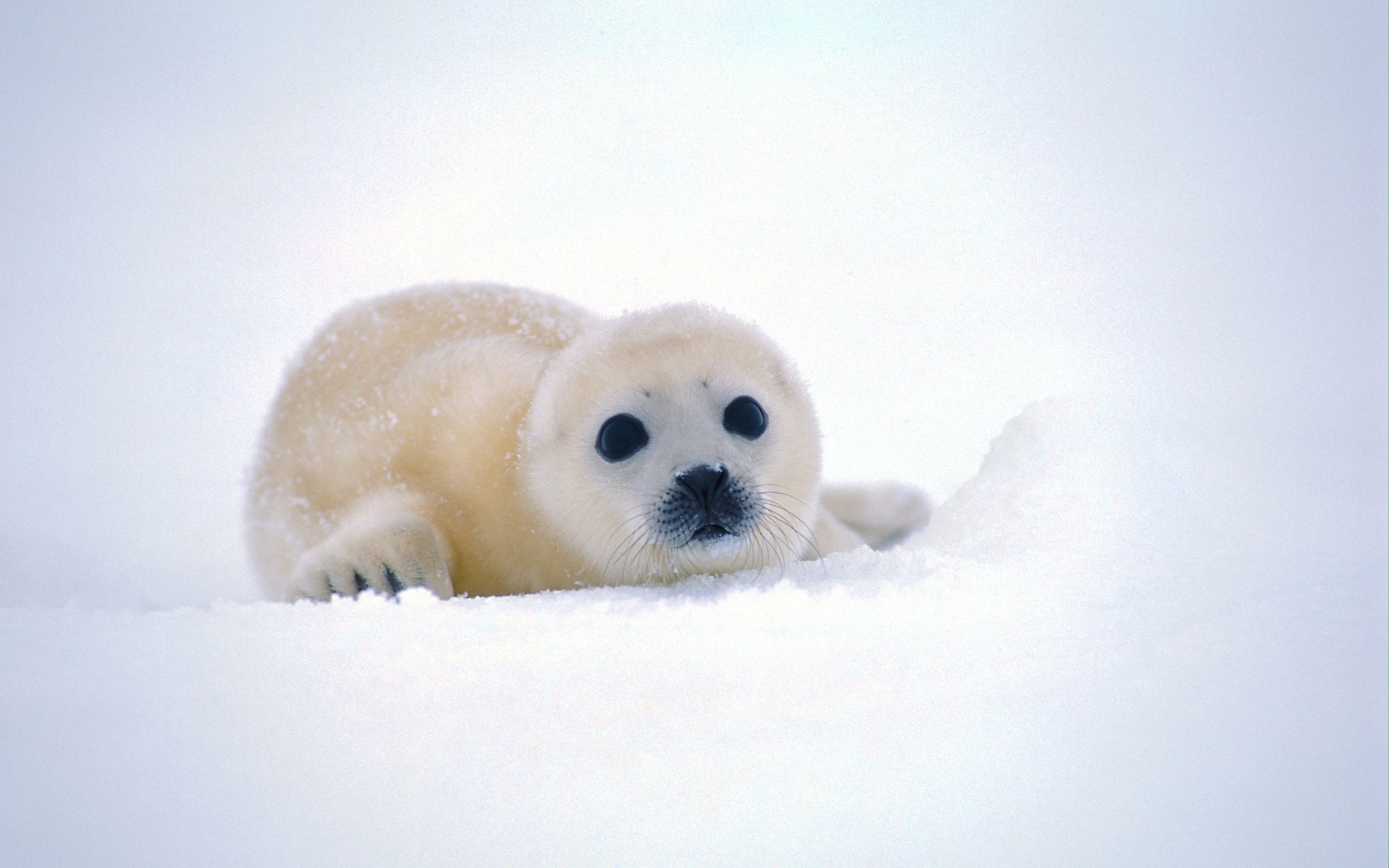 2560x1600 Funny baby seal wallpapers