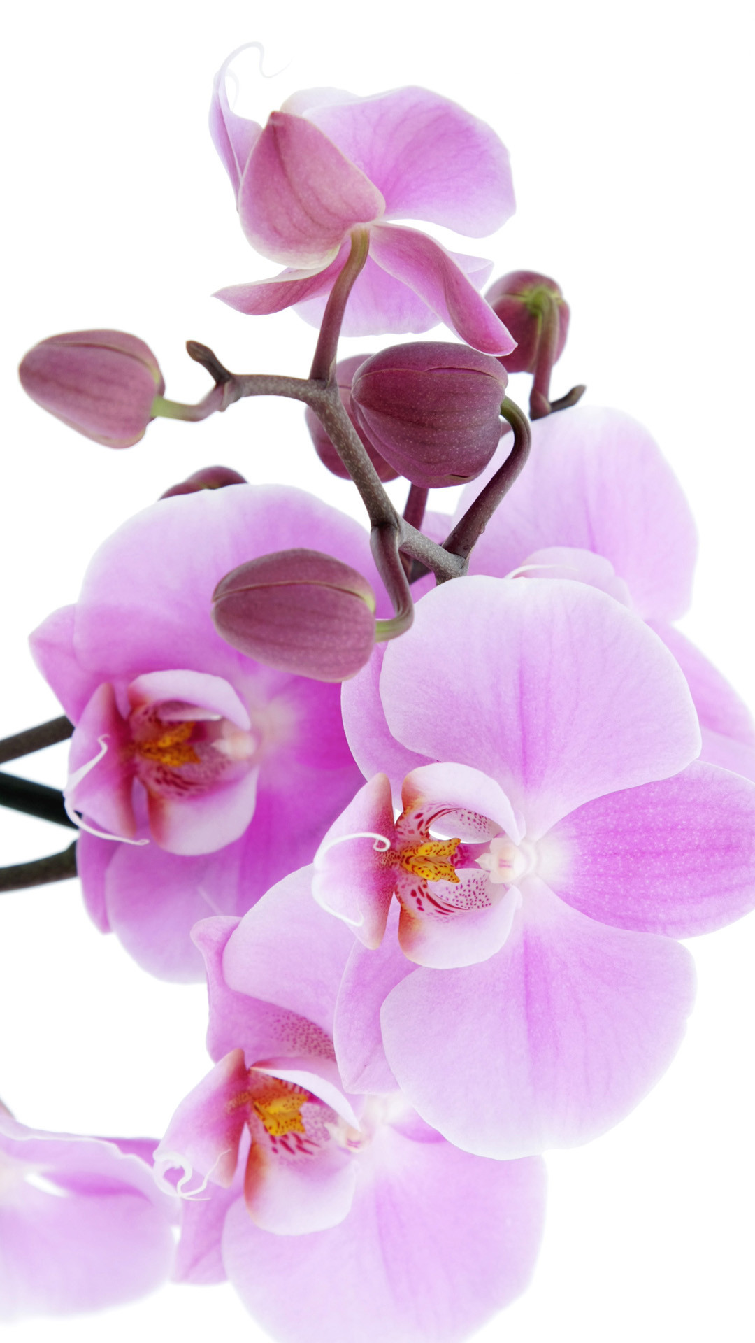 1080x1920 Pure Pink Orchid iPhone 6 wallpaper