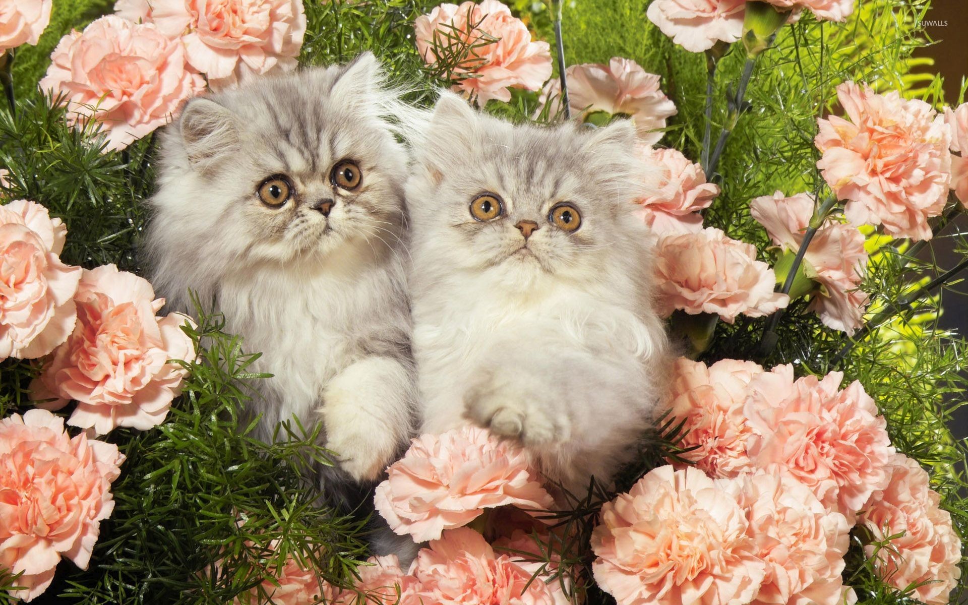 1920x1200 Kittens between the pink flowers wallpaper