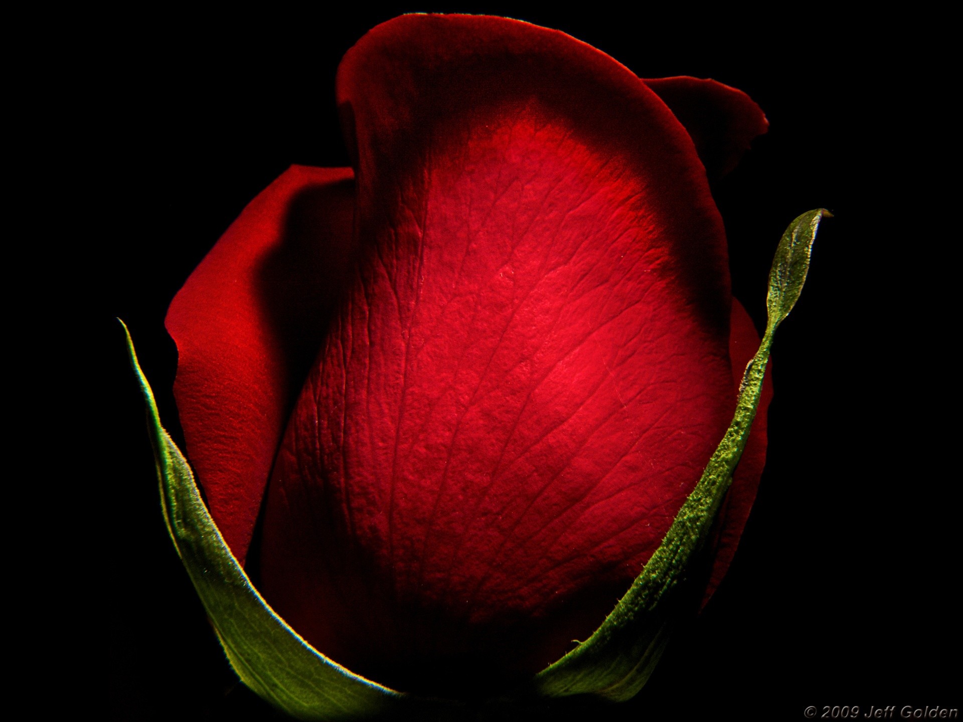1920x1440 Red Rose desktop wallpapers 800x600, Red Rose backgrounds 800x600 .