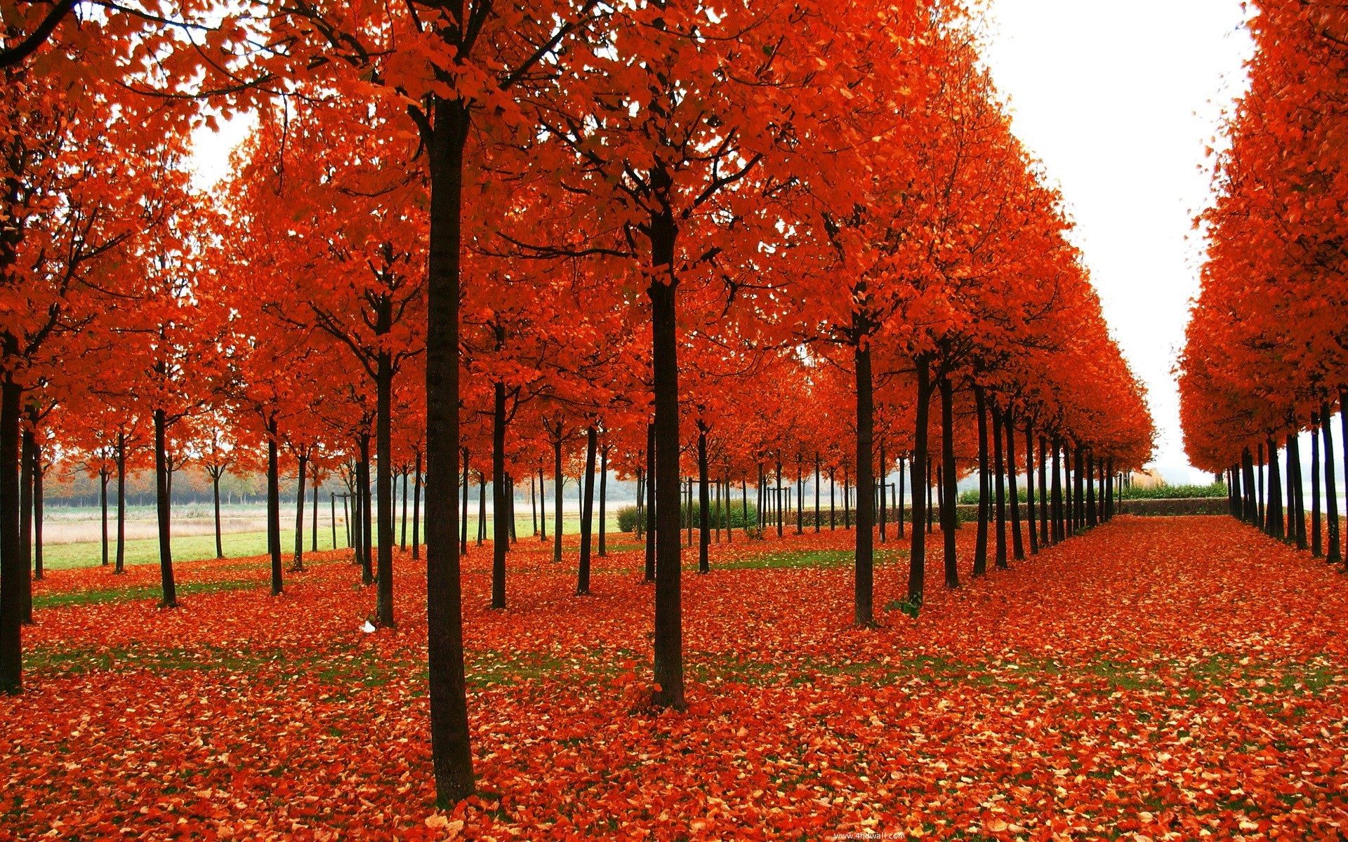 1920x1200 Fall Season Quotes, Autumn Trees, Autumn Fall, Fall Leaves, Destop  Wallpaper,