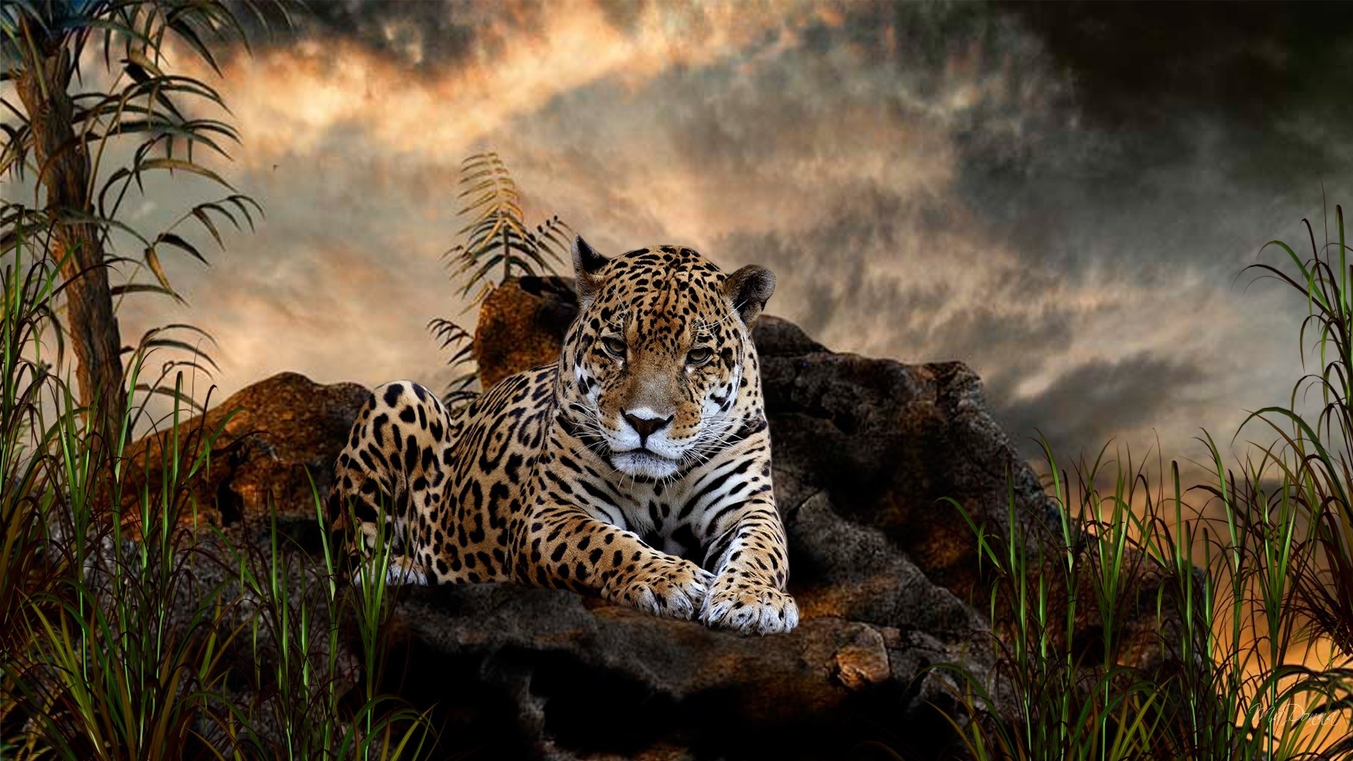 1920x1080 Wild Animal Wallpaper For Pc Widescreen | View HD