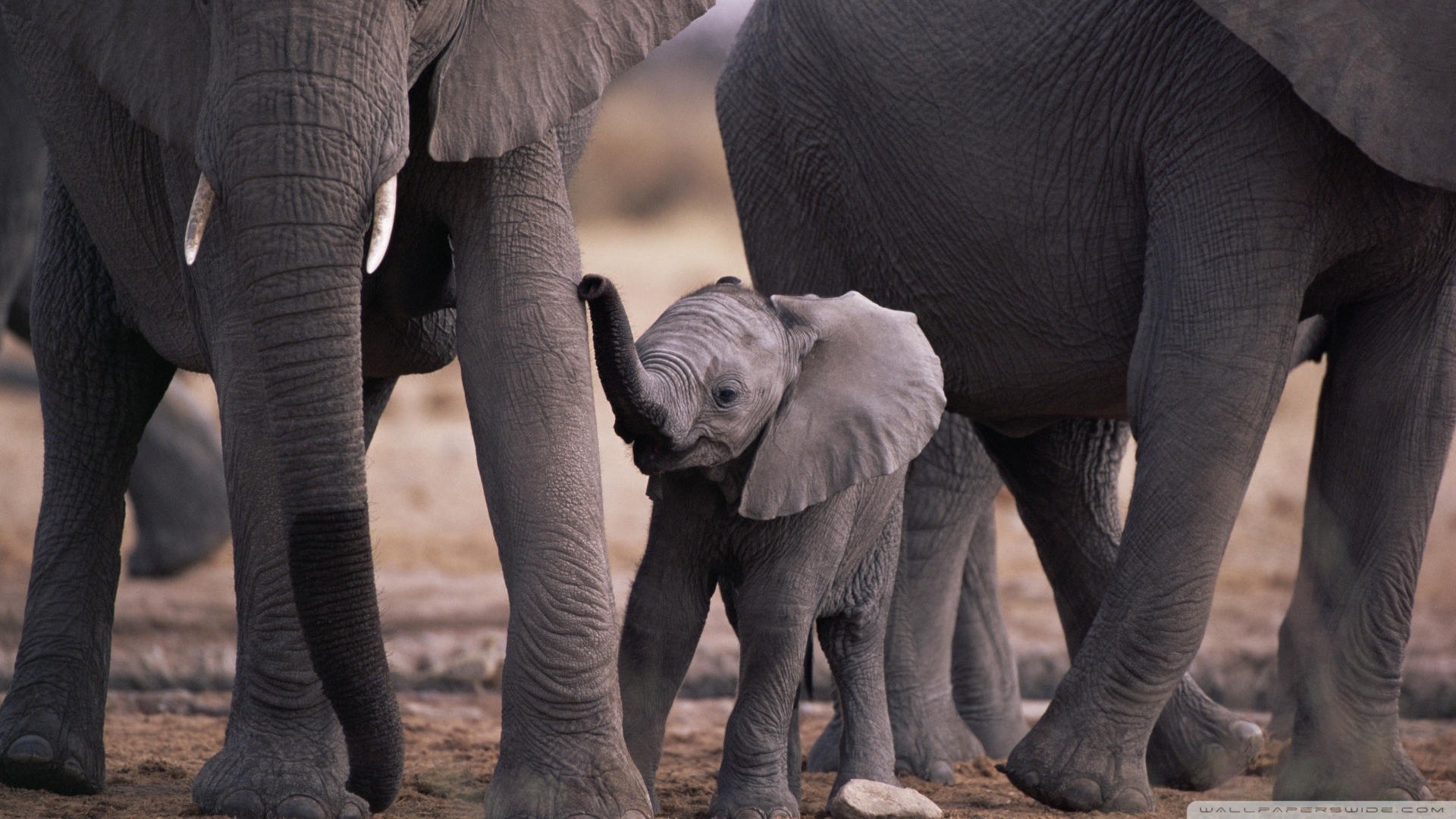 Baby Elephant Wallpaper 66 Images 