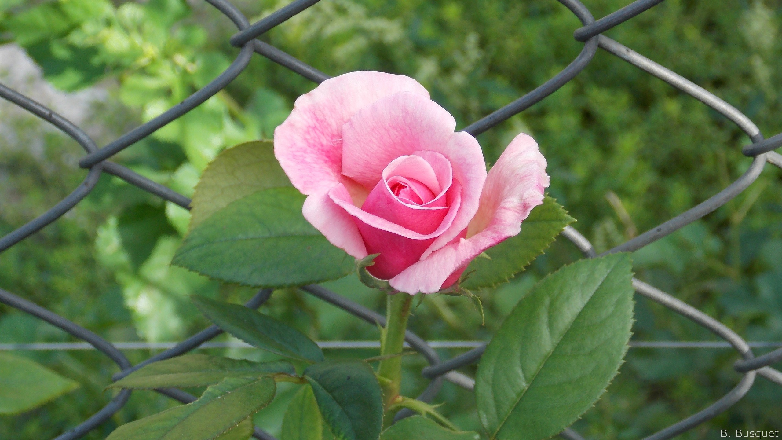 2560x1440 Mesh fence and a pink rose