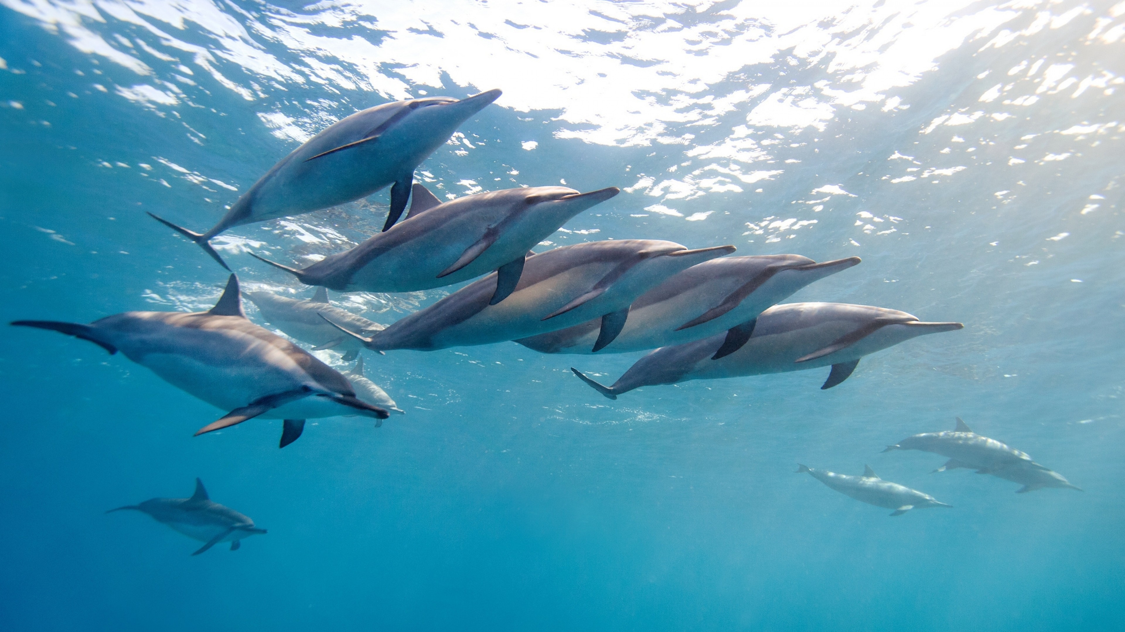 3840x2160  Wallpaper dolphin, tropical dolphin, hawaii, ocean, water, flock