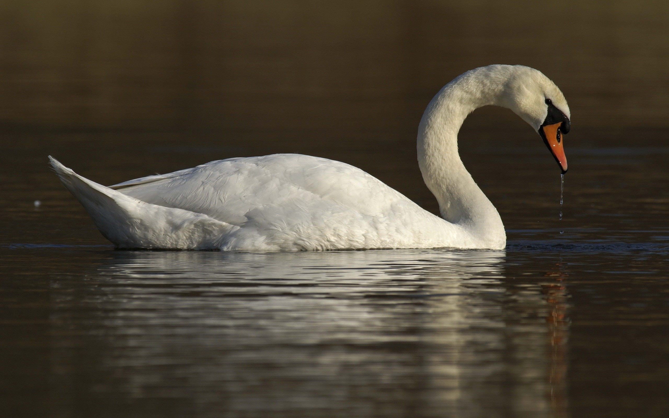 2560x1600 Free Awesome mute swan wallpaper - mute swan category