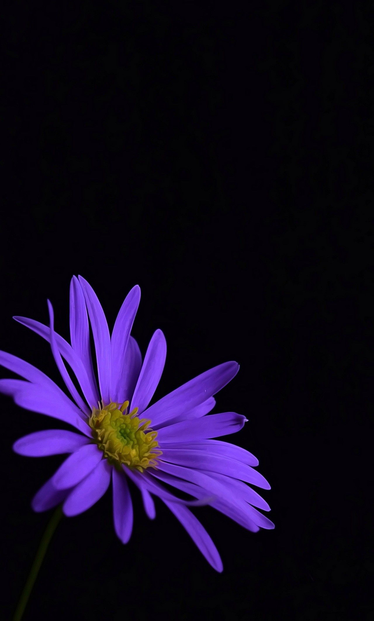 1280x2120 purple-flower-blossom-ku.jpg