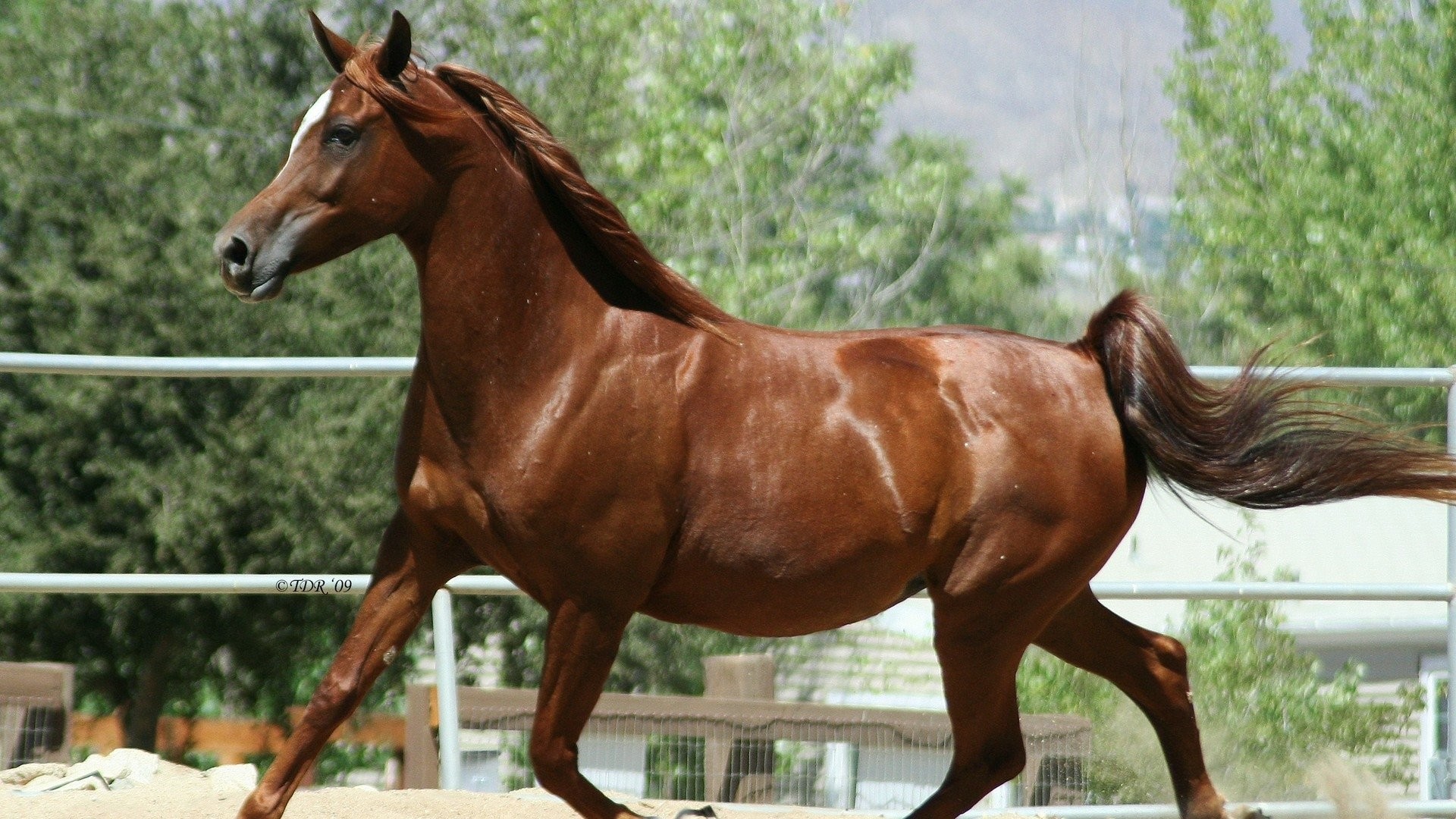 Bahrain Arabian Horse Show Organizing Committee - #Repost @alrashediahstud  ・・・ 🌊