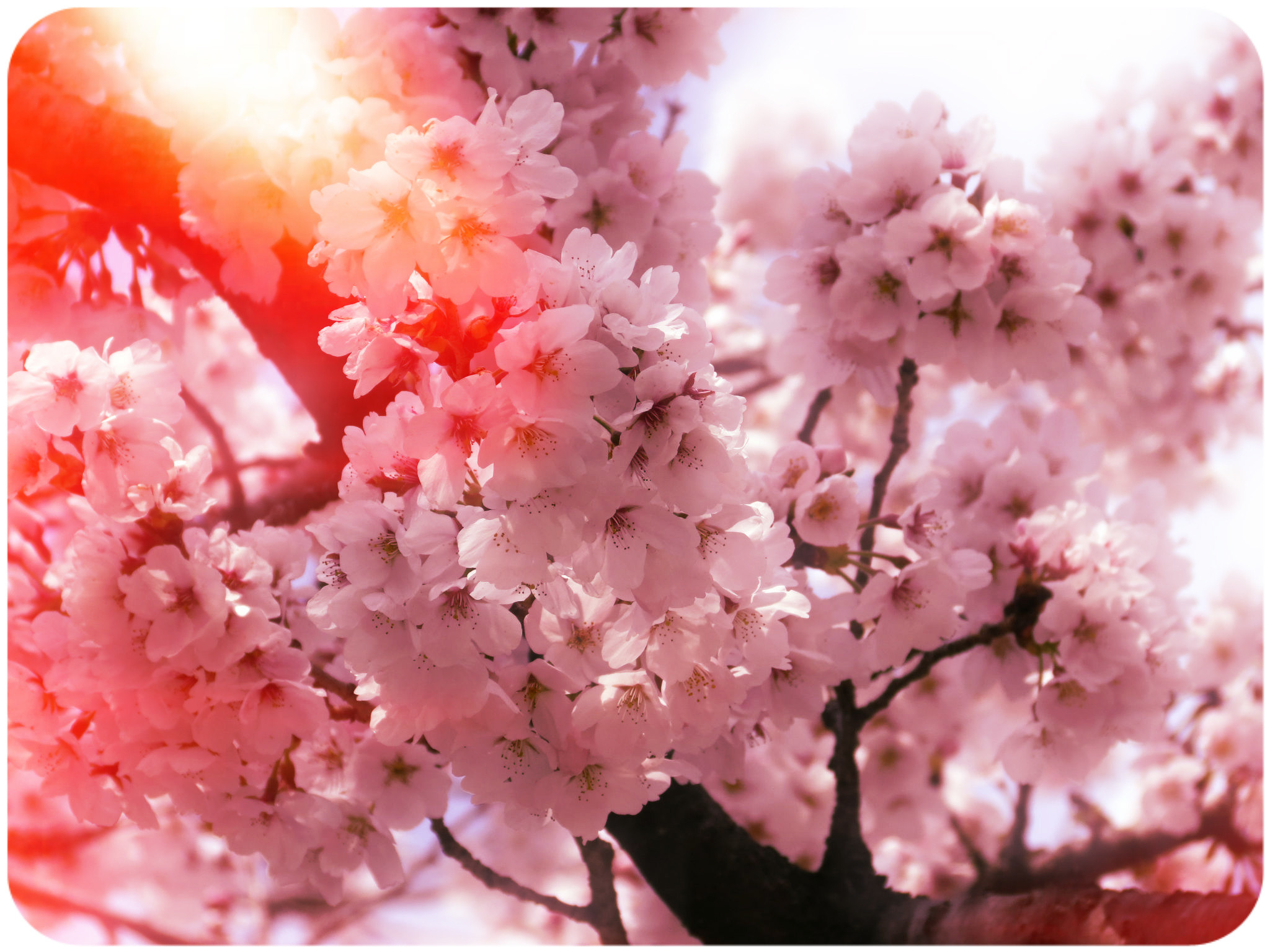 2048x1536 Pink Cherry Blossoms-Korea