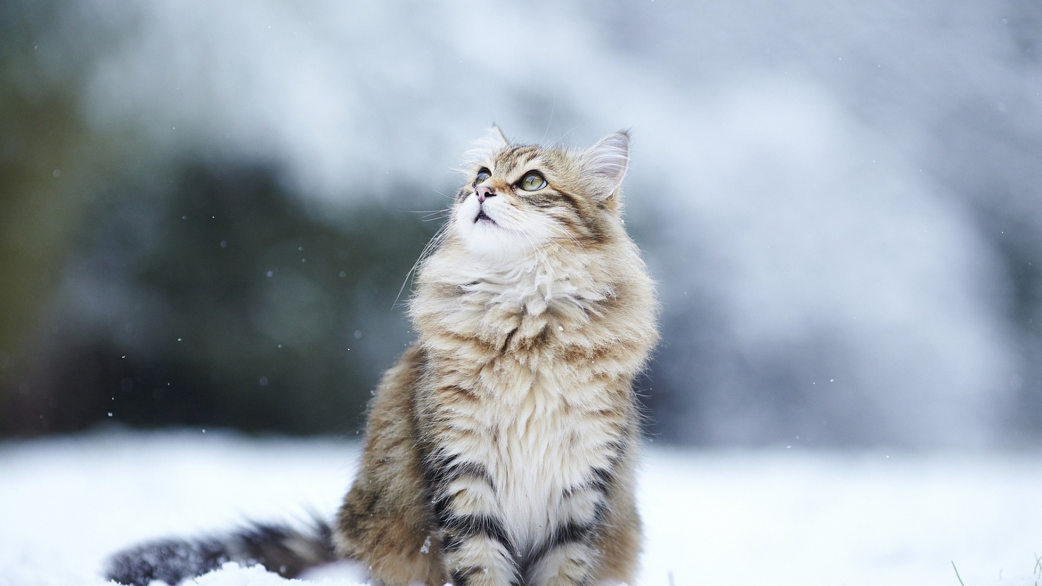 2048x1152  Wallpaper cat, snow, sitting, furry