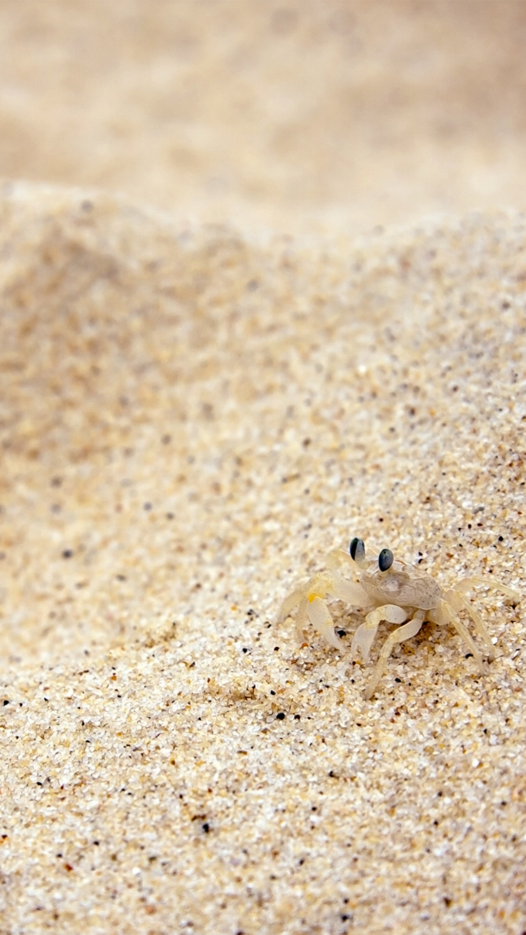 1080x1920 Beach Sand Crab #iPhone #7 #wallpaper