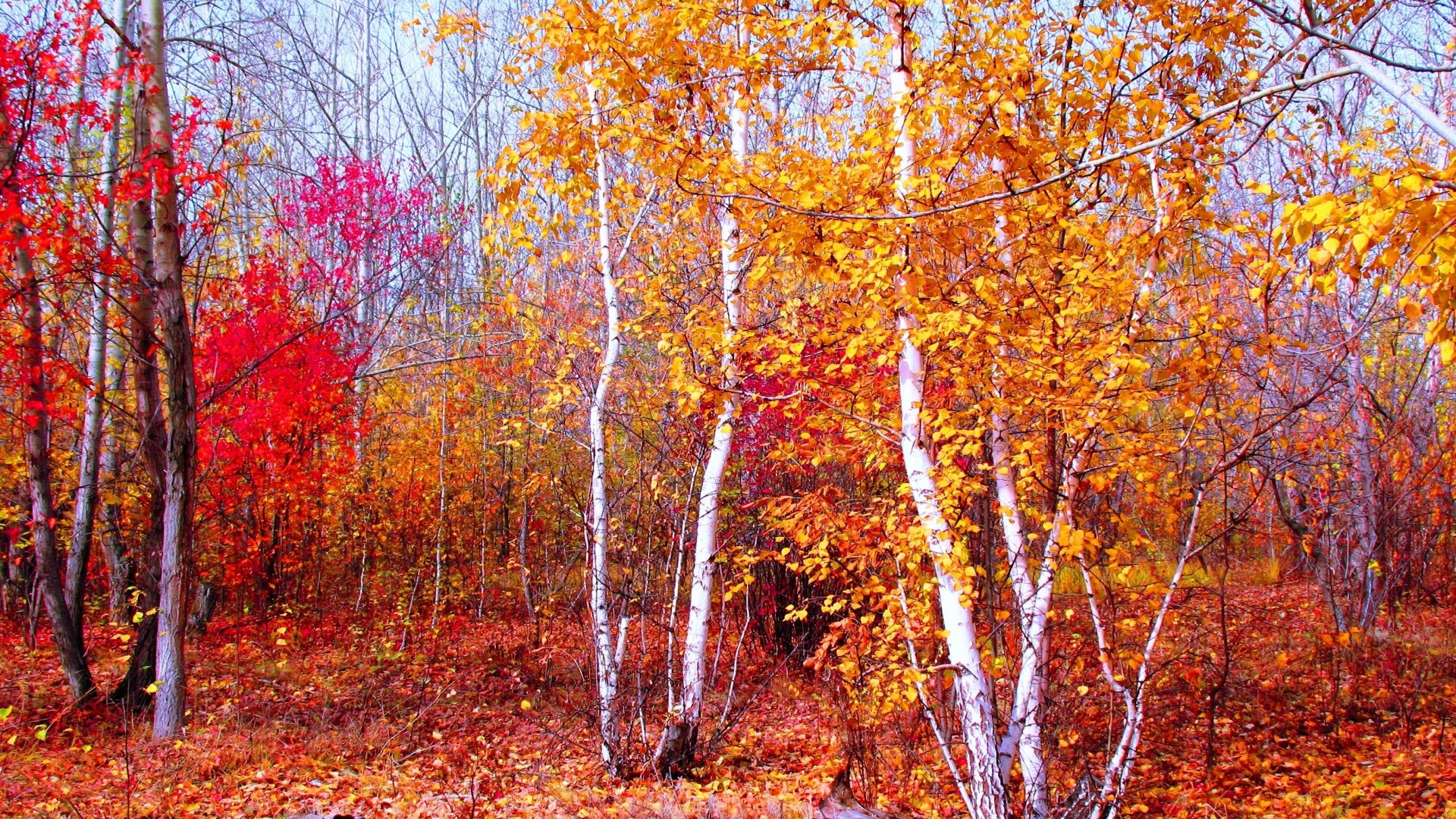1920x1080 Preview wallpaper crimson, gold, red, autumn, nature, trees, leaves,