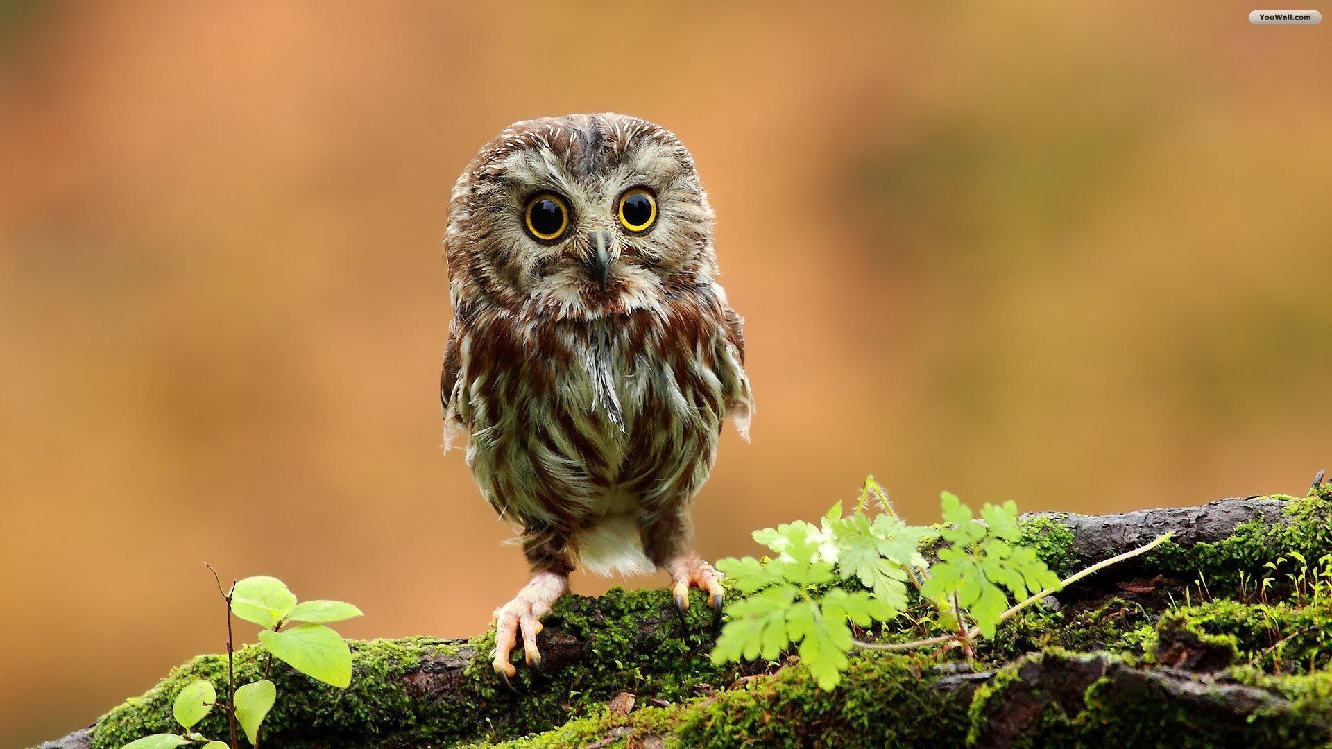 1920x1080 Owl Wallpapers HD Download