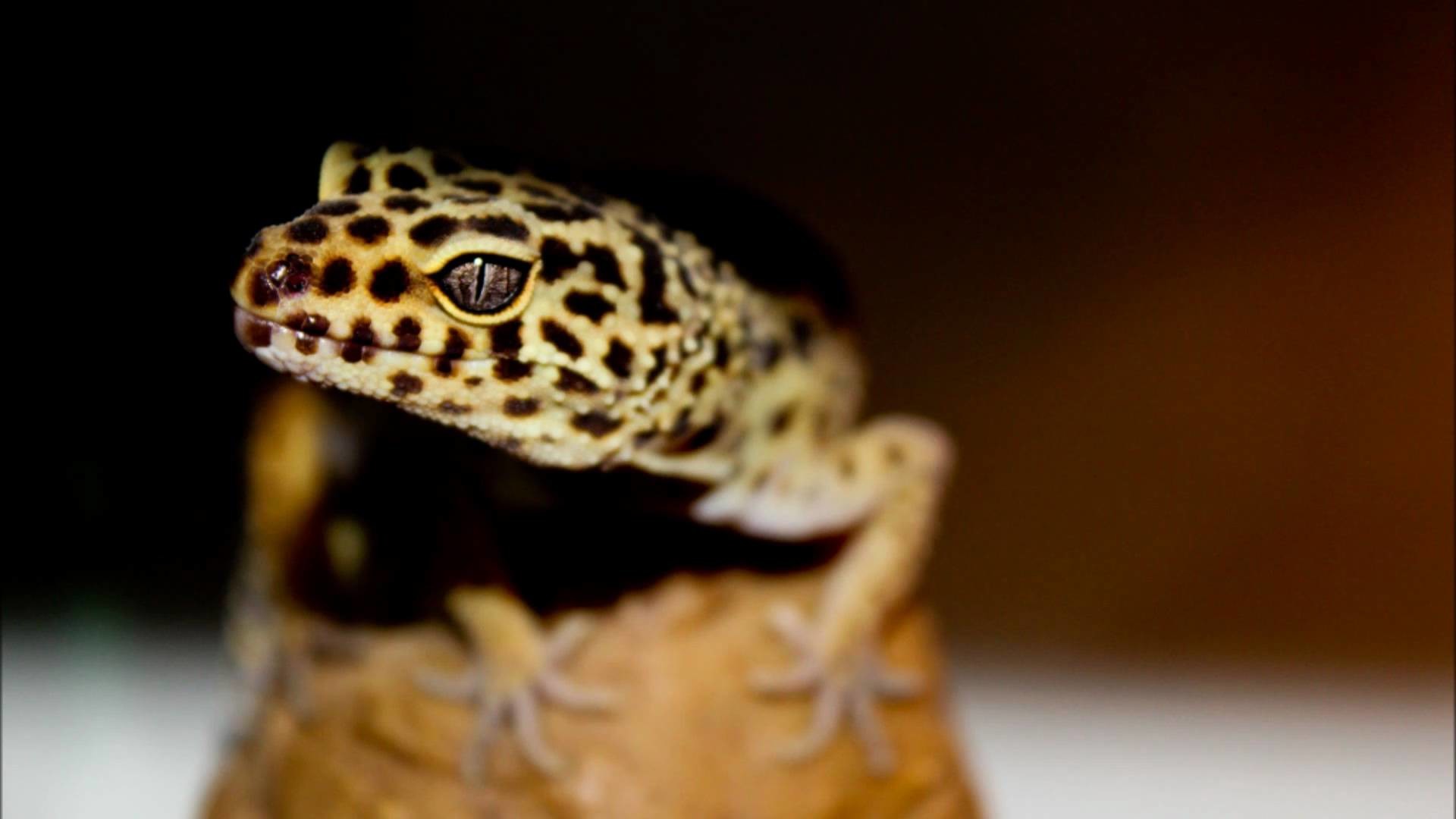 1920x1080 Leopard Gecko Photography