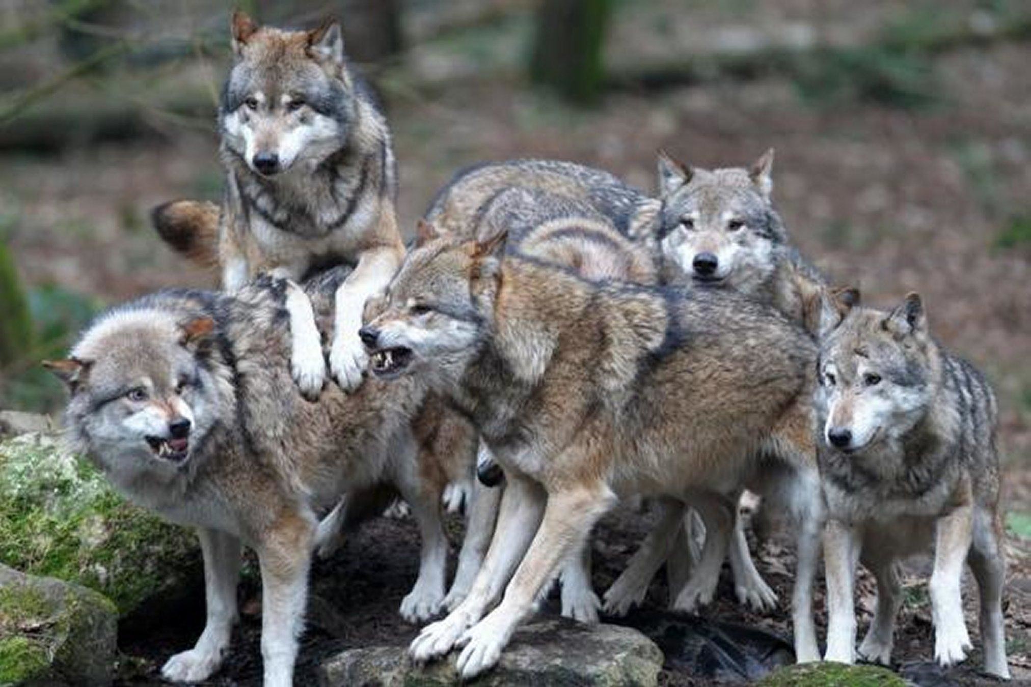 2024x1350 Pack Of Wolves