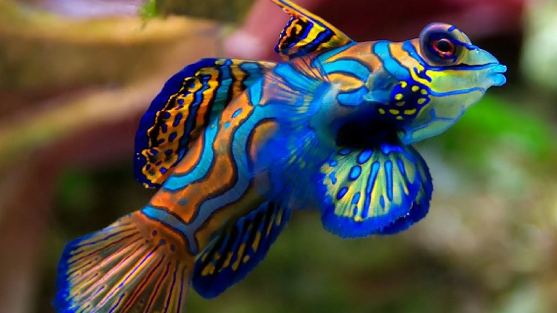 1920x1080 Unparalleled Pics Of Fish In The Ocean Top 20 World S Most Beautiful YouTube