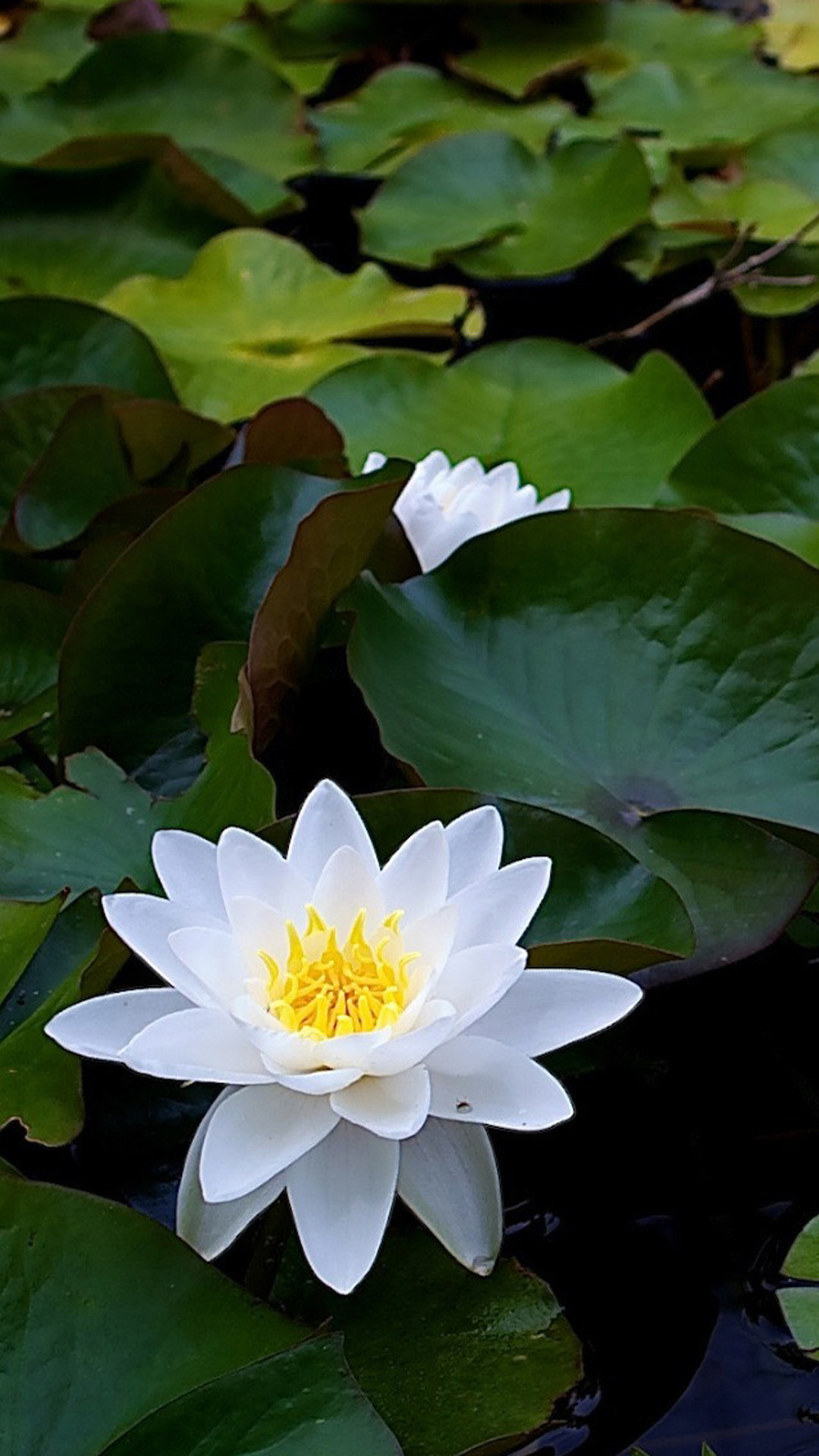 1080x1920 White Lotus Flower Galaxy Note 3 Wallpapers