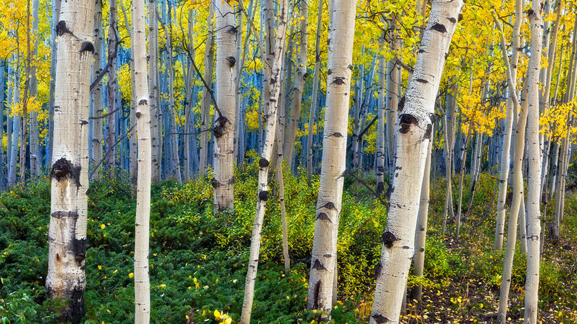 Aspen Tree Wallpaper 54 Images 