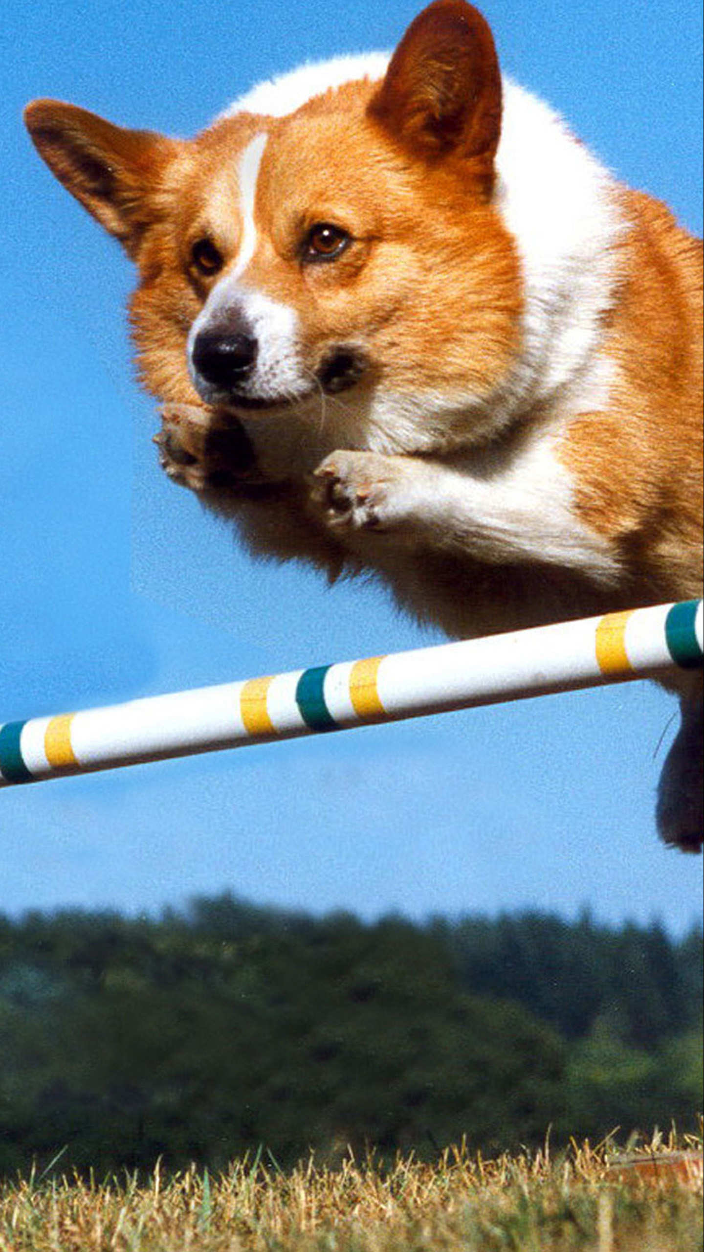 1440x2560 2353x1625 Pembroke Welsh Corgi Wallpapers High Resolution and Quality  Download 2353x1625