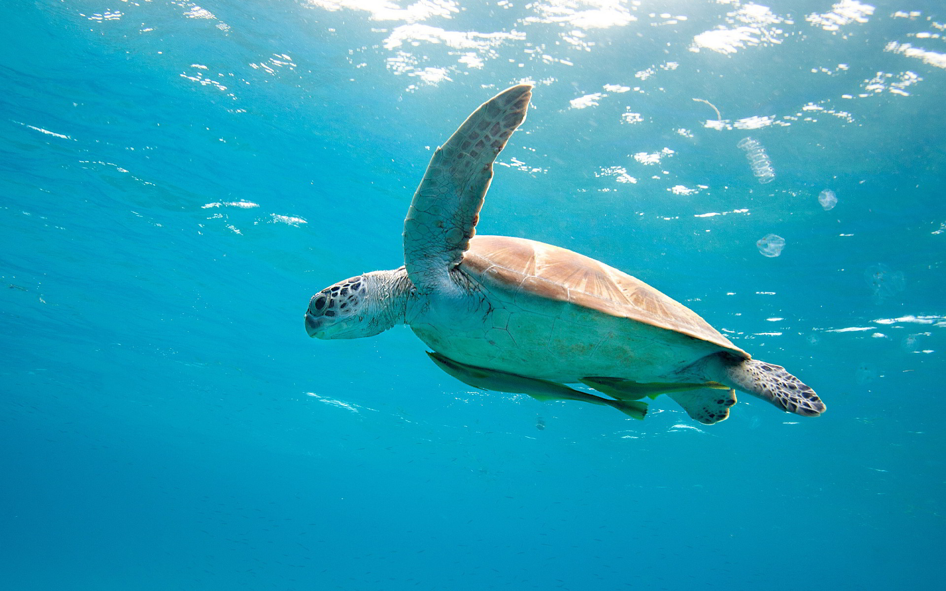 cute seaturtle