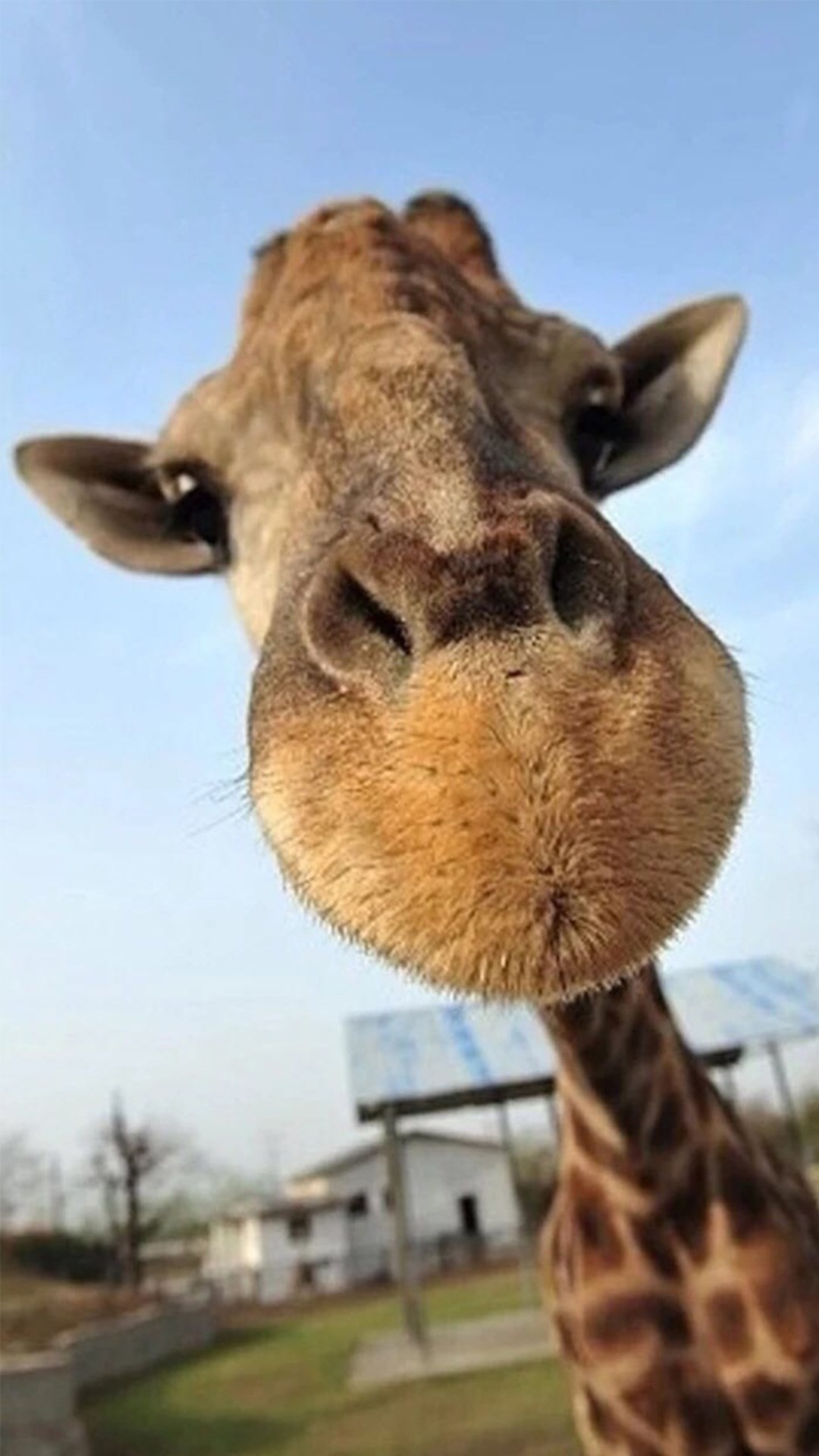 1080x1920 Cute Funny Giraffe Macro Face Animal #iPhone #6 #wallpaper