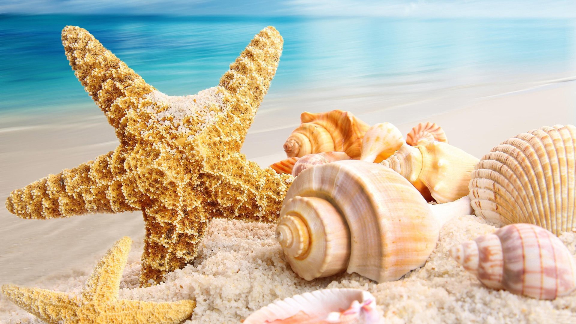 1920x1080 Starfish Seashells Seastar Shells Beach Ocean Sand Image