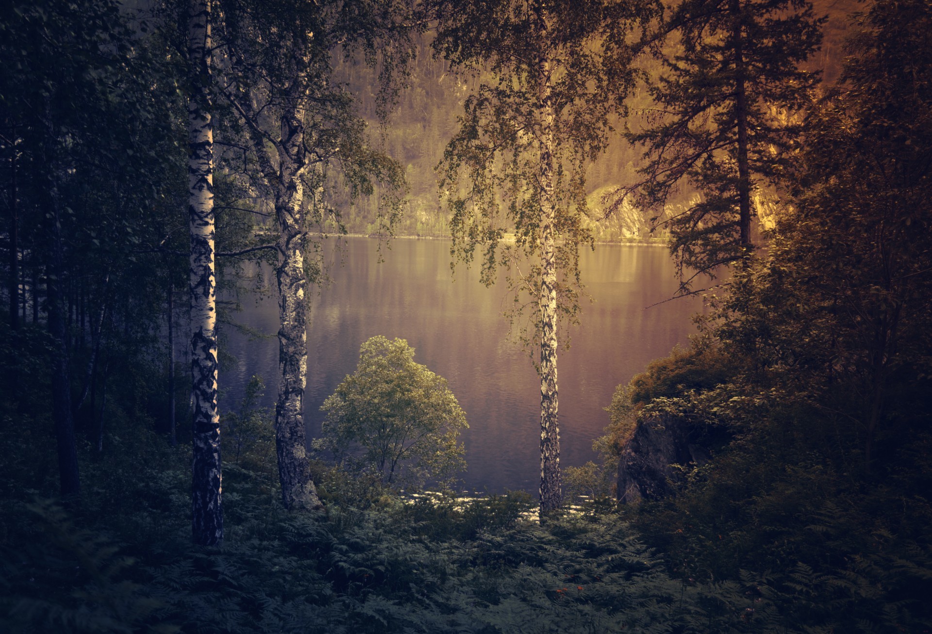 1920x1307 Gloomy Forest Background