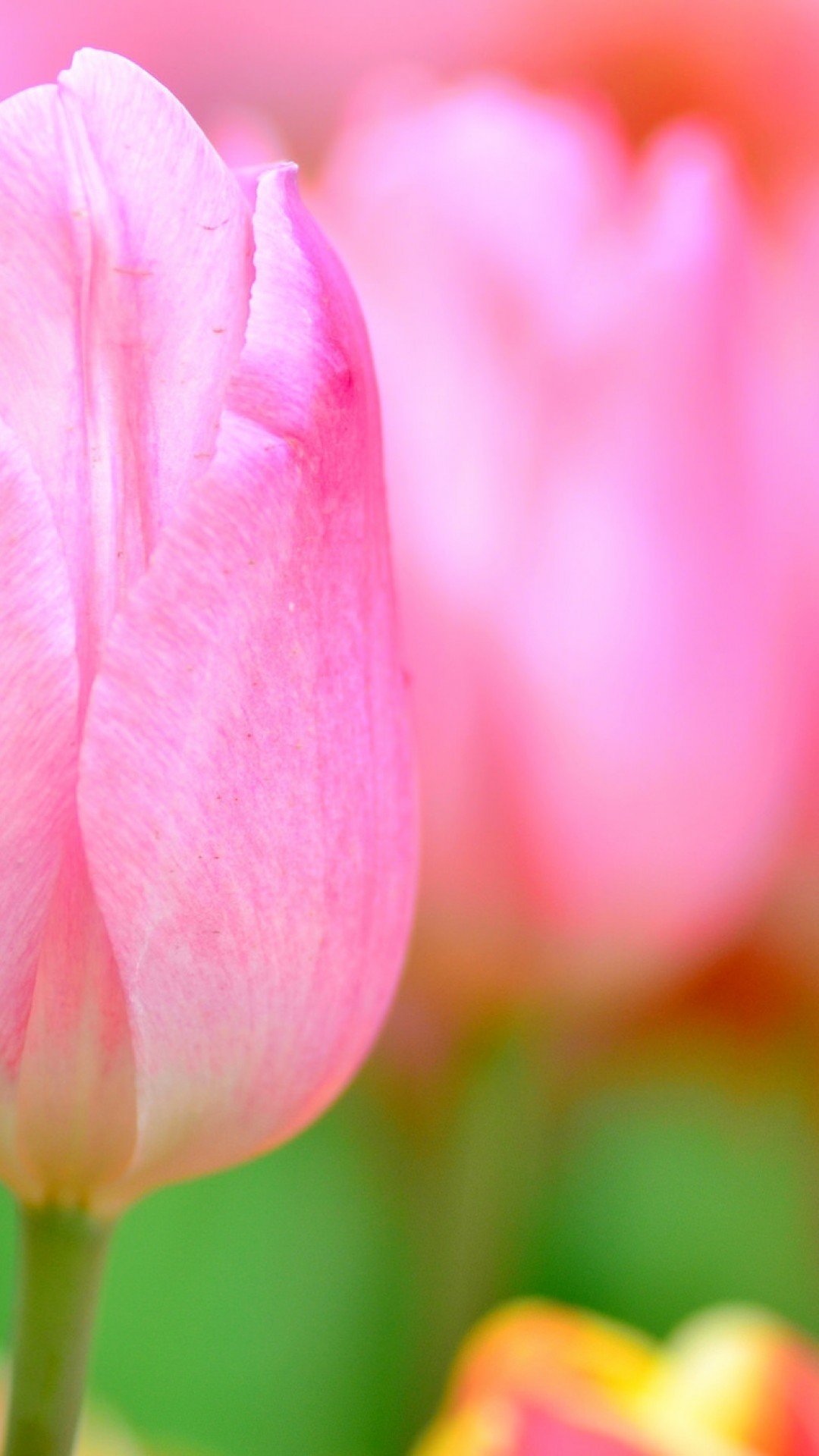 1080x1920 Pink Tulip, Macro, Petals, Blurred