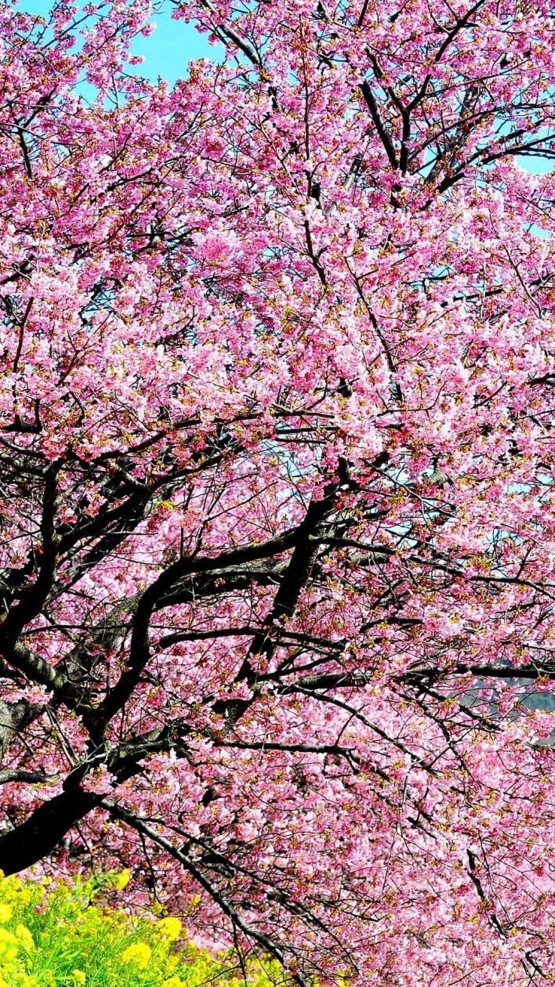 1080x1920  Wallpaper cherry, blossom, tree, spring, slope