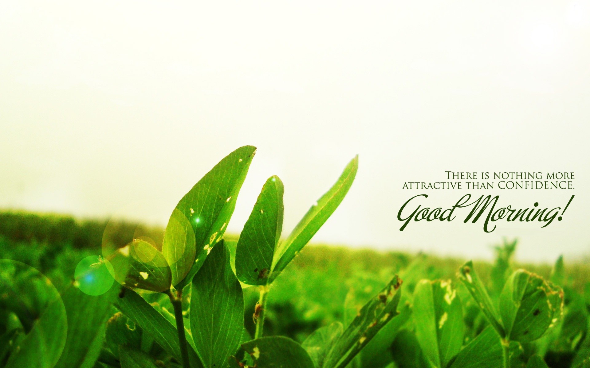 1920x1200 Good morning green tea with quote