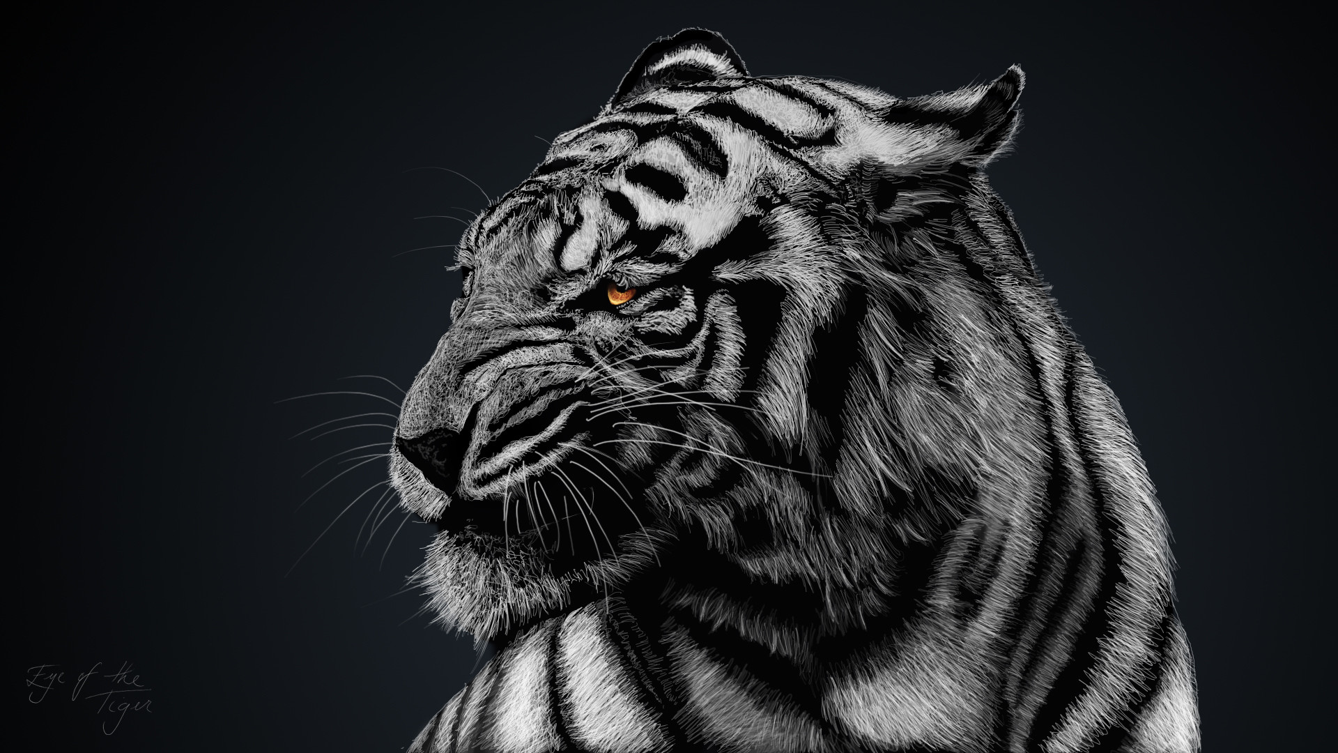 1920x1080 High Resolution Tiger Black and White HD Wallpaper Full Size .