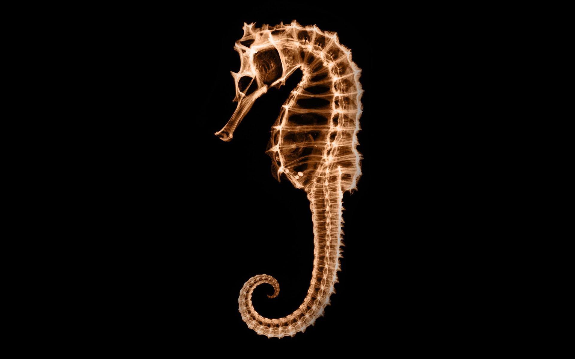 1920x1200 quality photo of seahorse, wallpaper of x-ray, skeleton For .