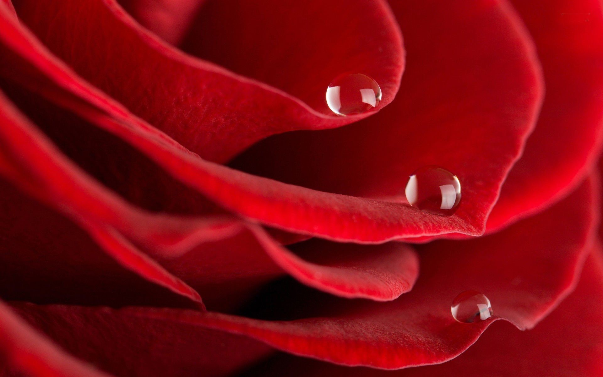 1920x1200 Red Rose With water drop wide screen wallpaper
