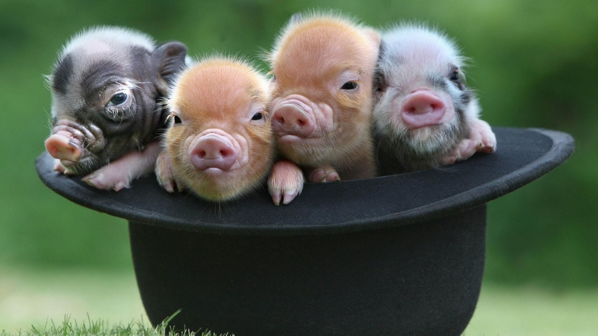 1920x1080 Baby pigs in the hat wallpaper