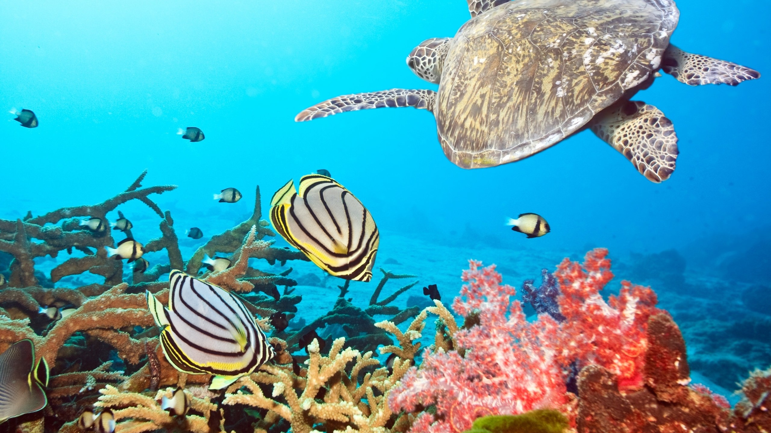 2560x1440 Preview wallpaper turtle, sea, ocean, underwater, swim 