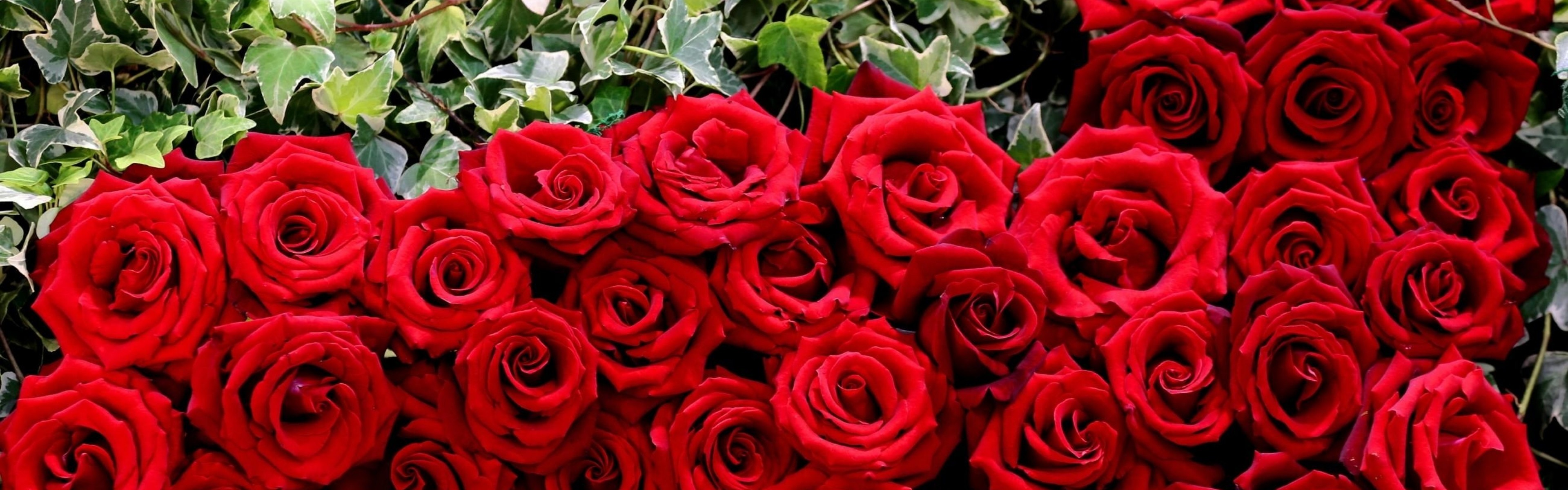 3840x1200  Wallpaper rose, buds, red, heart, herbs