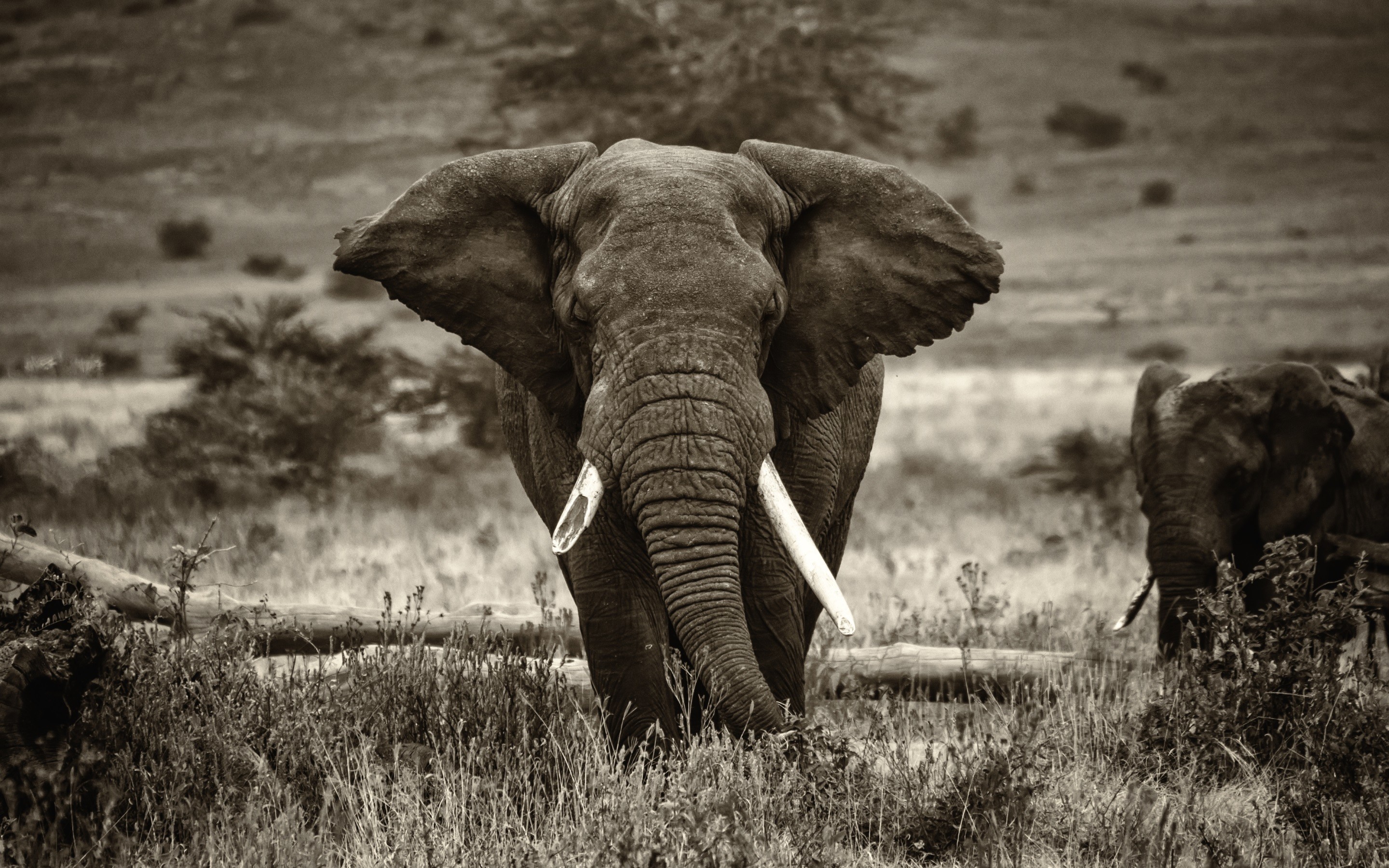 2880x1800 4K HD Wallpaper: Elephant in Africa