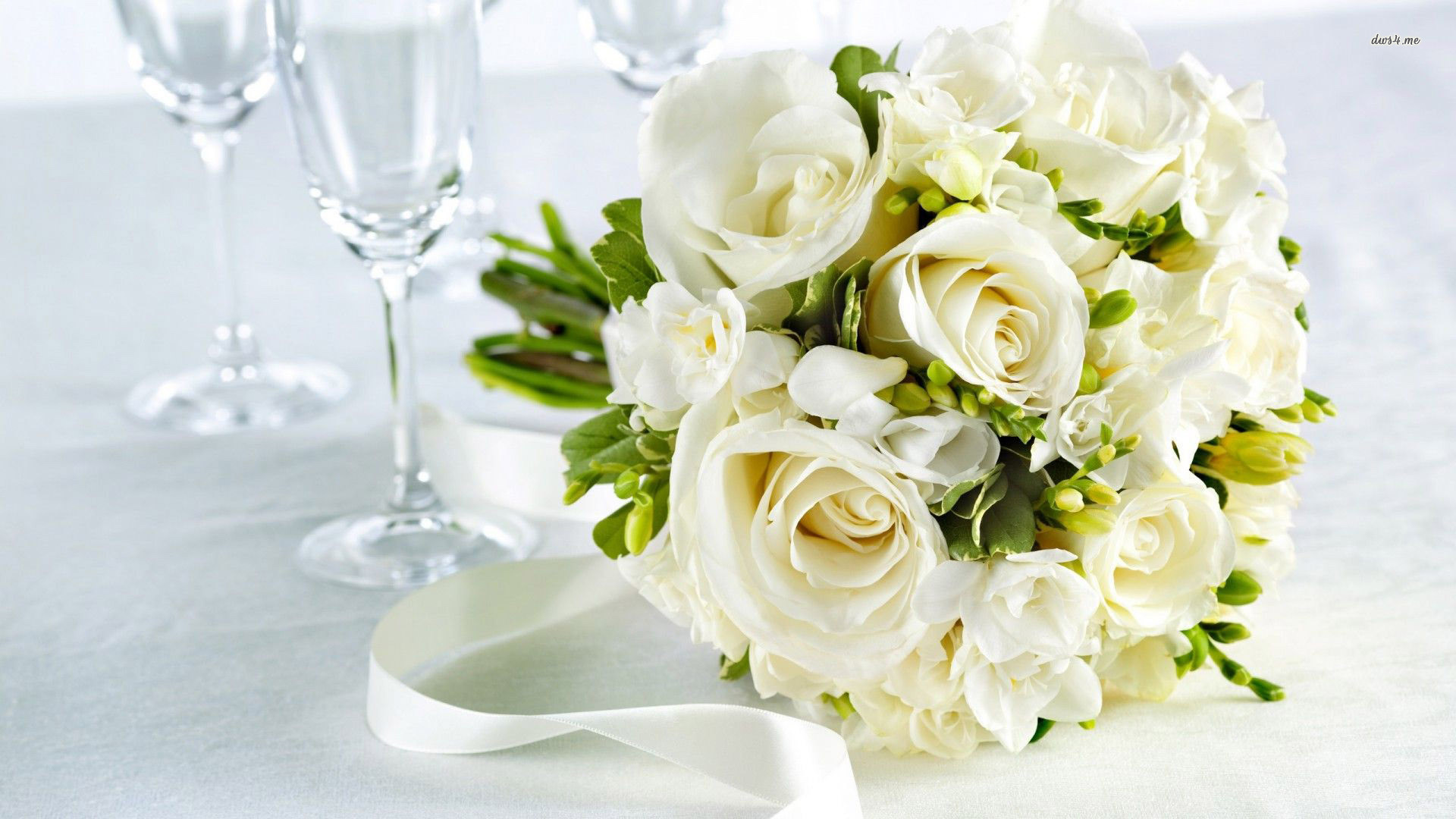 1920x1080 white roses flowers hd free wallpapers
