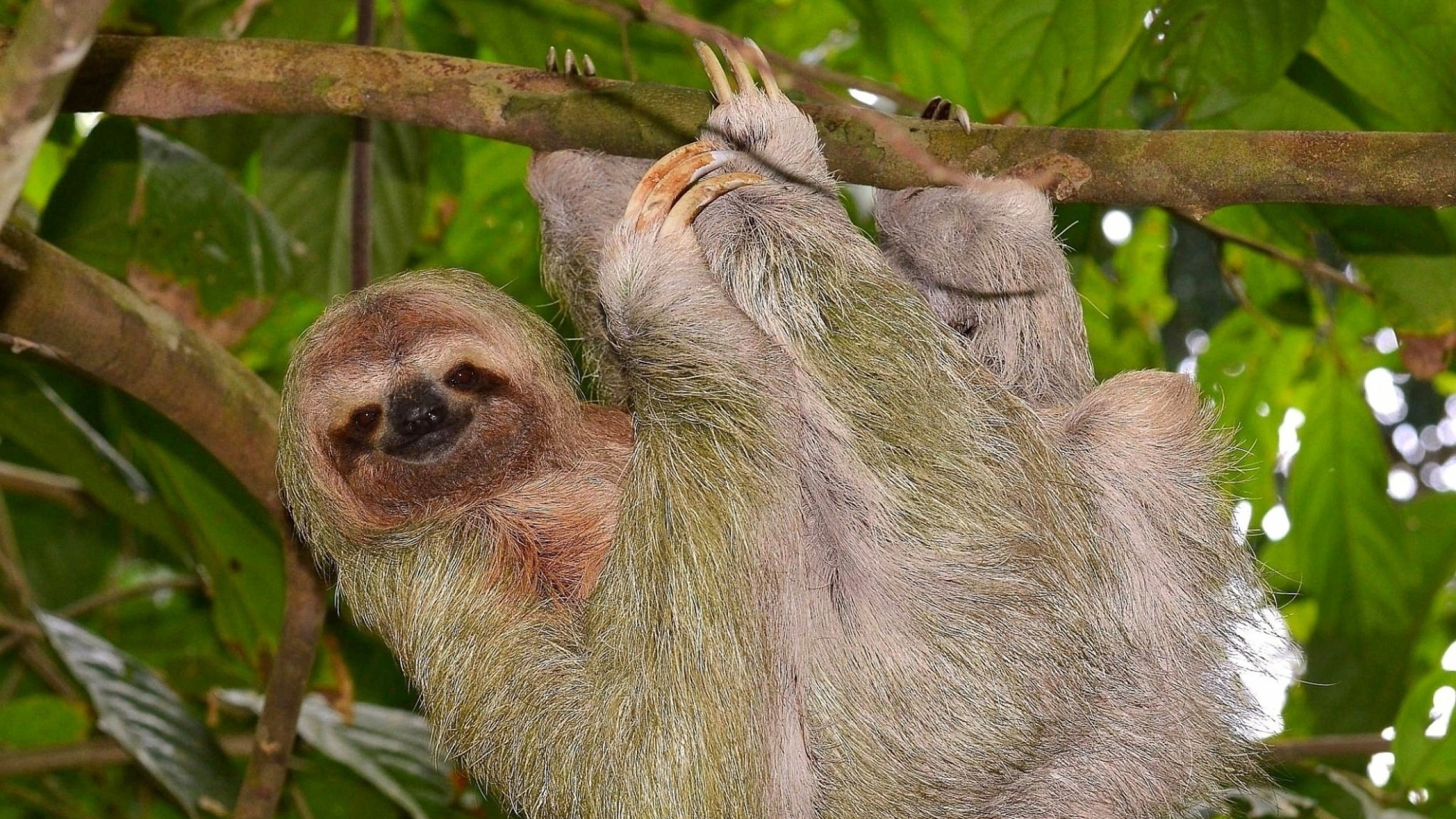 2560x1440  Wallpaper sloth, tree, branch, hang