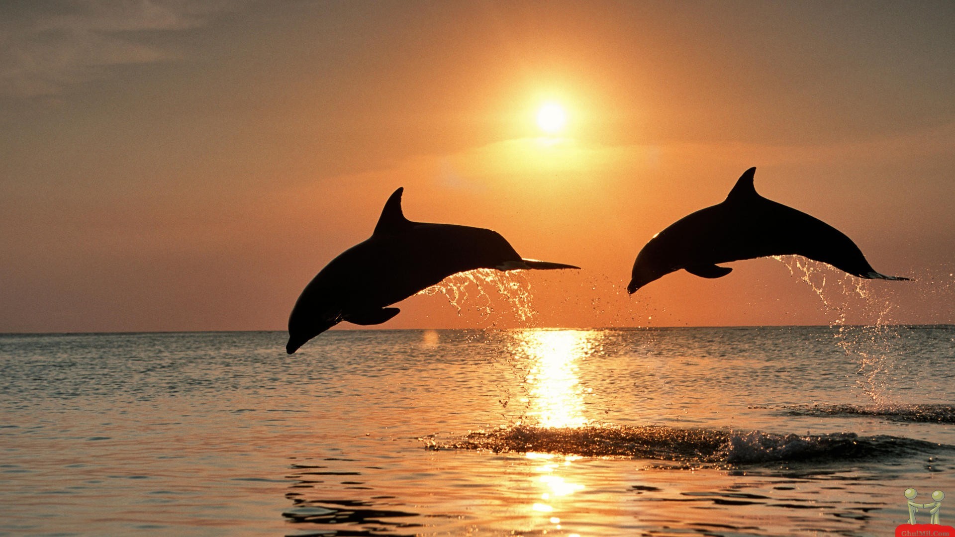 1920x1080 dolphins-pics-cute-ocean-beautiful-desktop-backgrounds-nature-